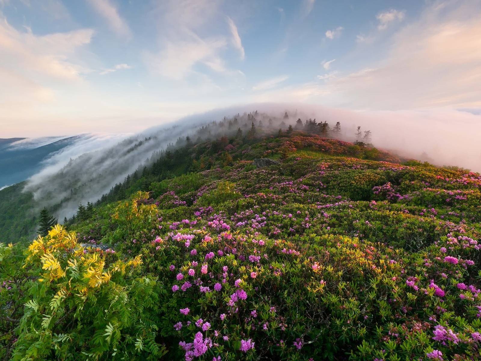 Обои небо, туман, цветы, трава, облака, горы, холмы, природа, утро, the sky, fog, flowers, grass, clouds, mountains, hills, nature, morning разрешение 1920x1200 Загрузить