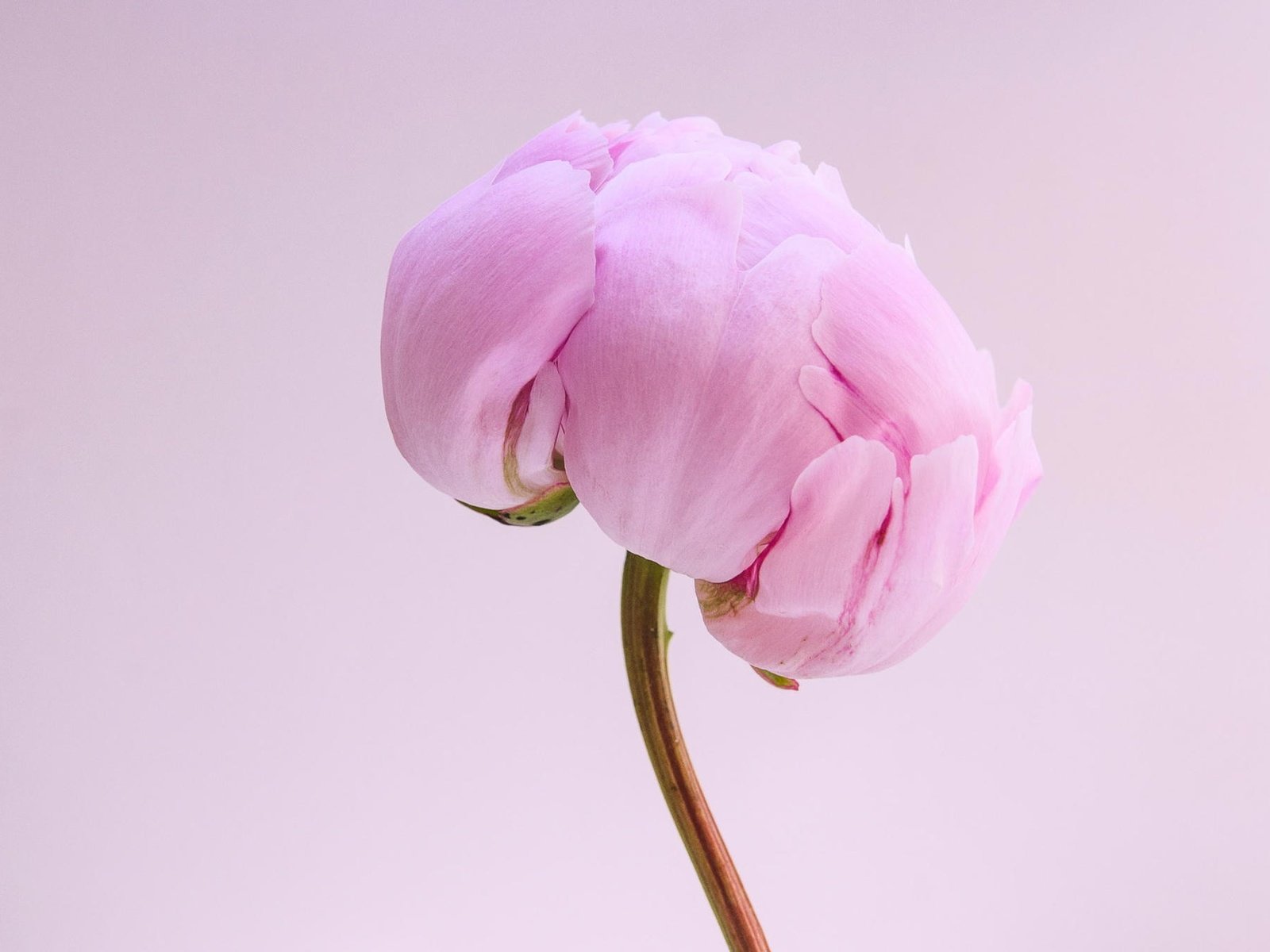 Обои макро, цветок, лепестки, бутон, розовый, стебель, пион, macro, flower, petals, bud, pink, stem, peony разрешение 2048x1360 Загрузить