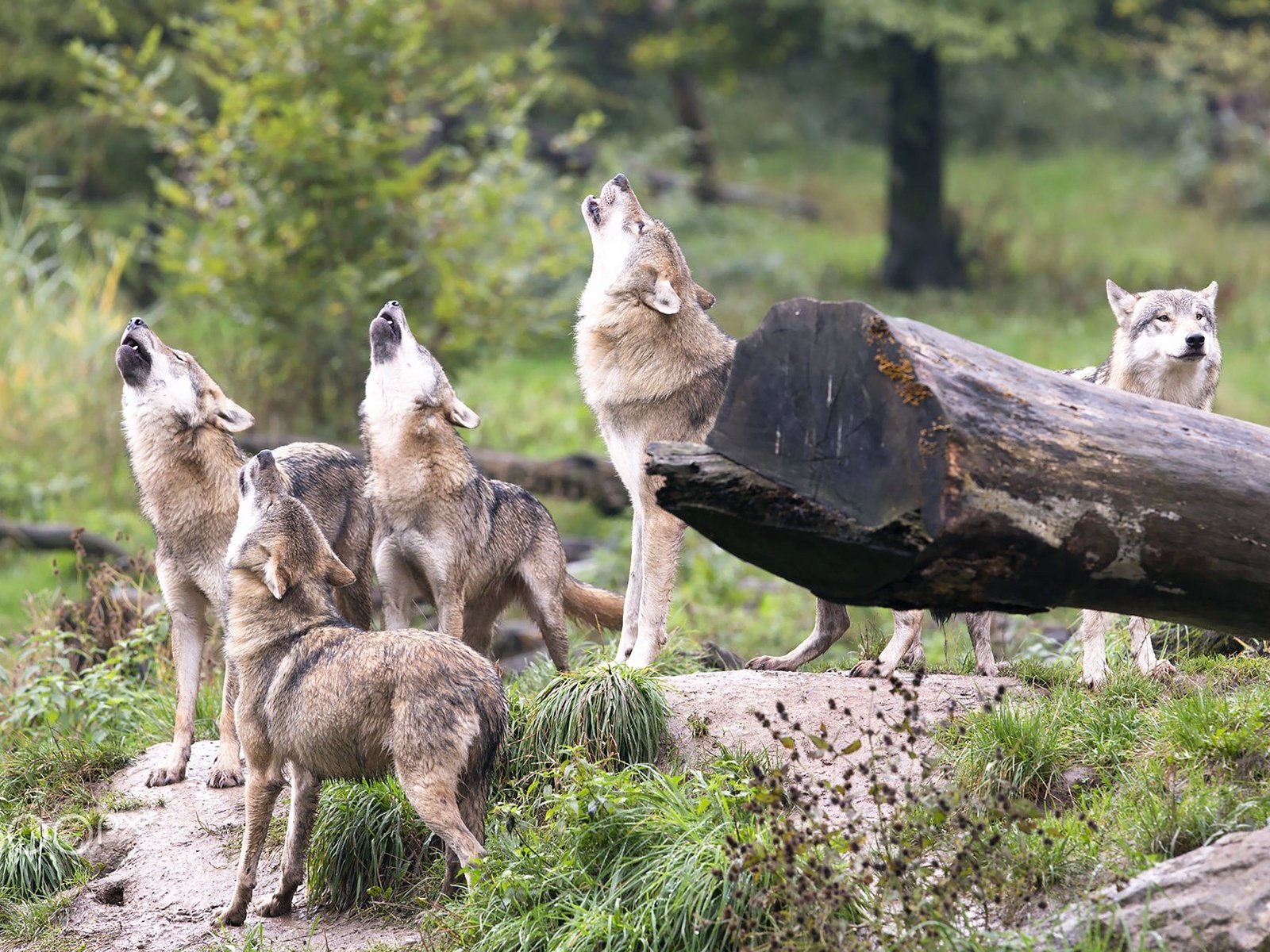 Обои лес, хищники, волки, стая, волк, вой, стая волков, forest, predators, wolves, pack, wolf, howl, a pack of wolves разрешение 1920x1280 Загрузить