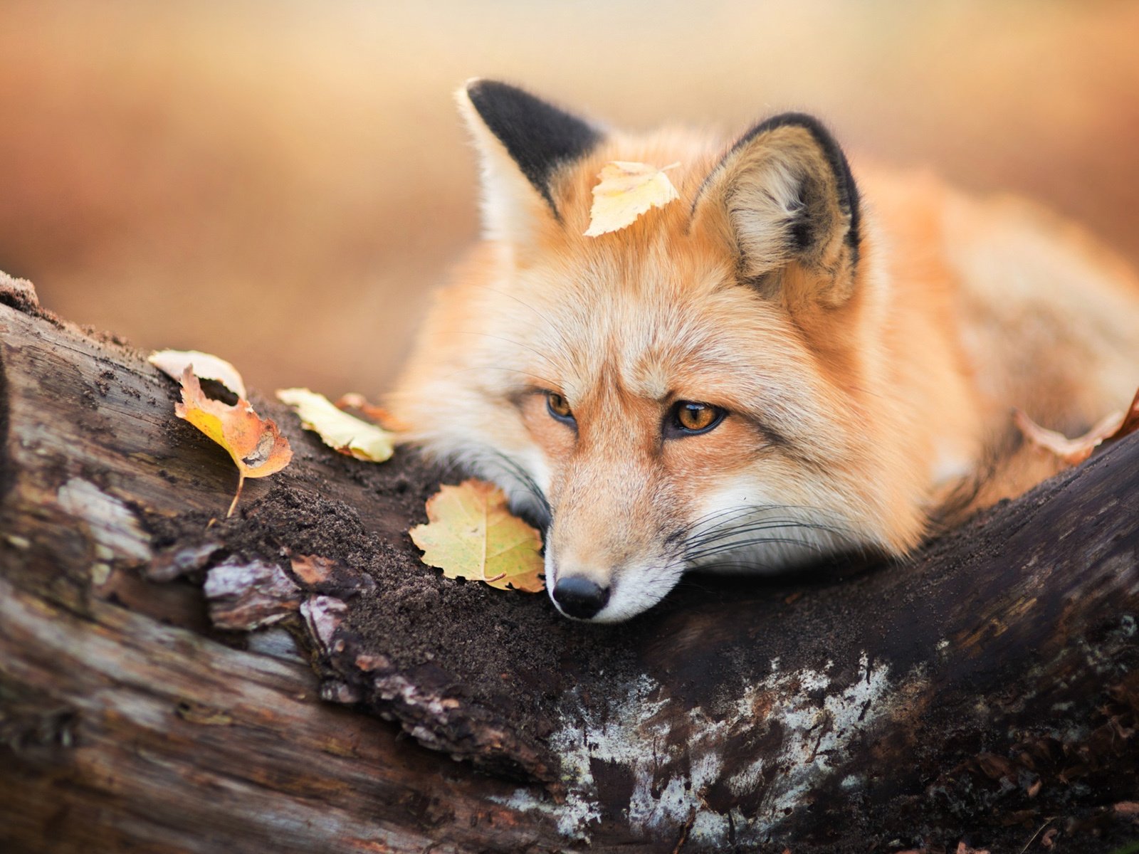 Обои дерево, листья, осень, лиса, хищник, лисица, tree, leaves, autumn, fox, predator разрешение 1920x1200 Загрузить