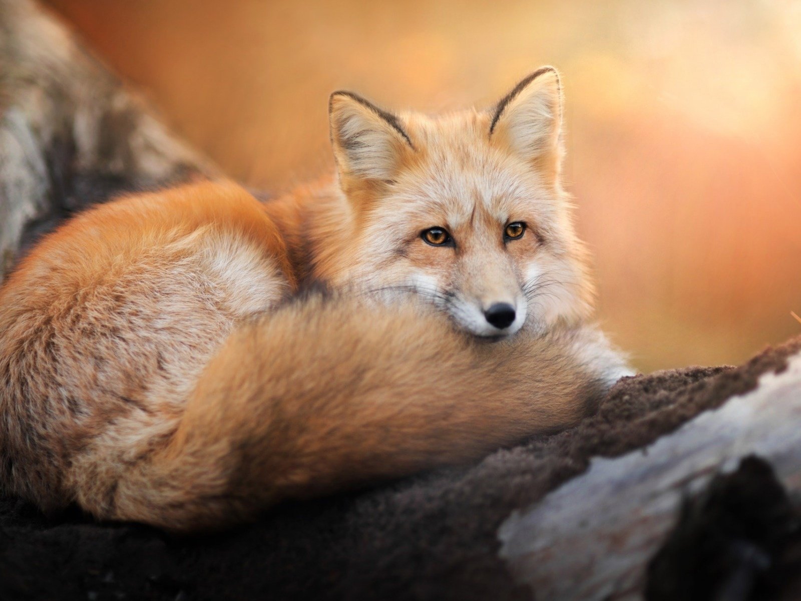 Обои взгляд, лиса, хищник, лисица, хвост, look, fox, predator, tail разрешение 1920x1200 Загрузить