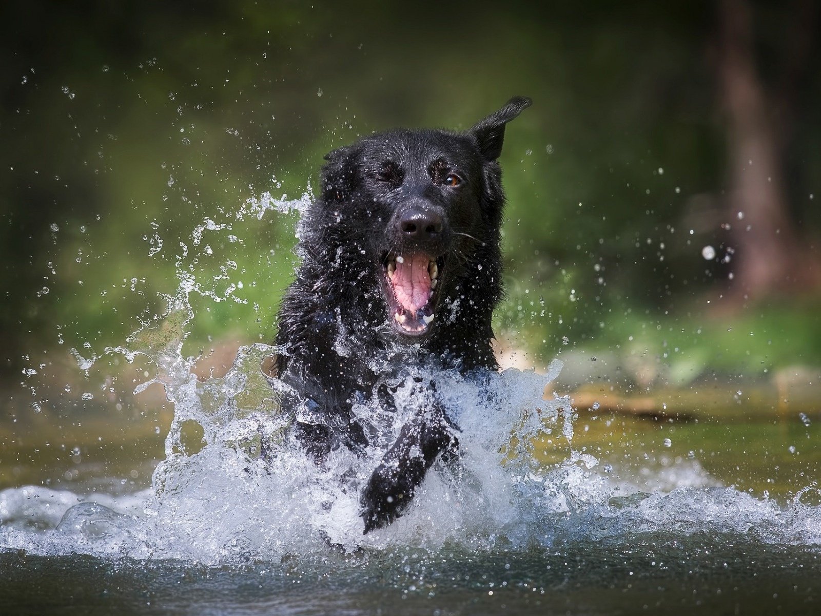 Обои вода, собака, брызги, немецкая овчарка, water, dog, squirt, german shepherd разрешение 1920x1200 Загрузить