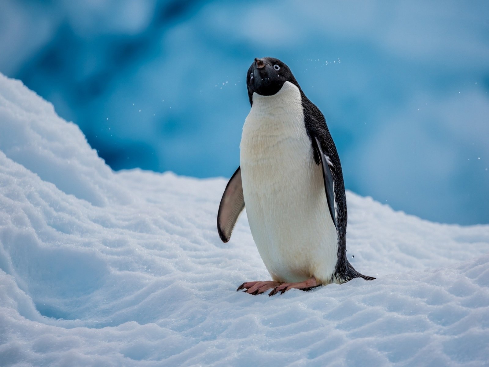 Обои снег, птица, пингвин, антарктида, пингвин адели, snow, bird, penguin, antarctica, penguin adelie разрешение 2560x1600 Загрузить