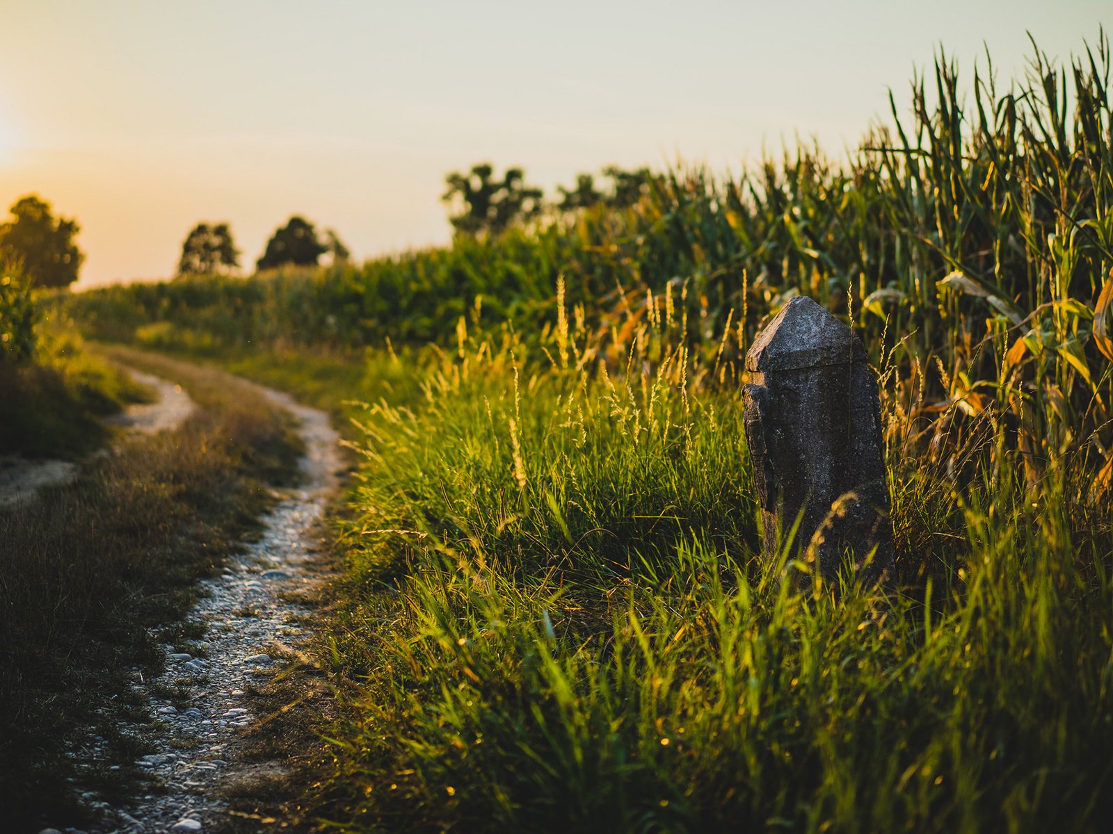 Обои дорога, трава, природа, поле, лето, road, grass, nature, field, summer разрешение 1920x1200 Загрузить