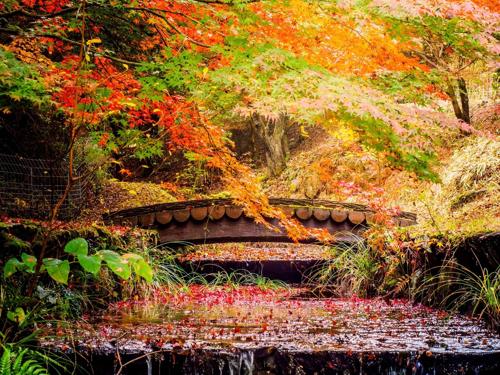 Обои деревья, листья, парк, ручей, мост, осень, япония, каскад, trees, leaves, park, stream, bridge, autumn, japan, cascade разрешение 2560x1600 Загрузить