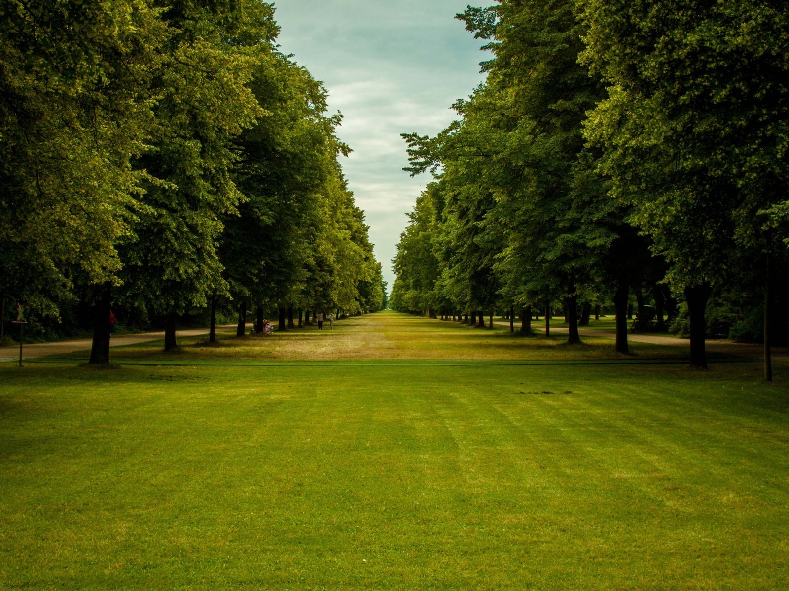 Обои небо, трава, деревья, парк, ветки, зеленые листья, the sky, grass, trees, park, branches, green leaves разрешение 2880x1800 Загрузить