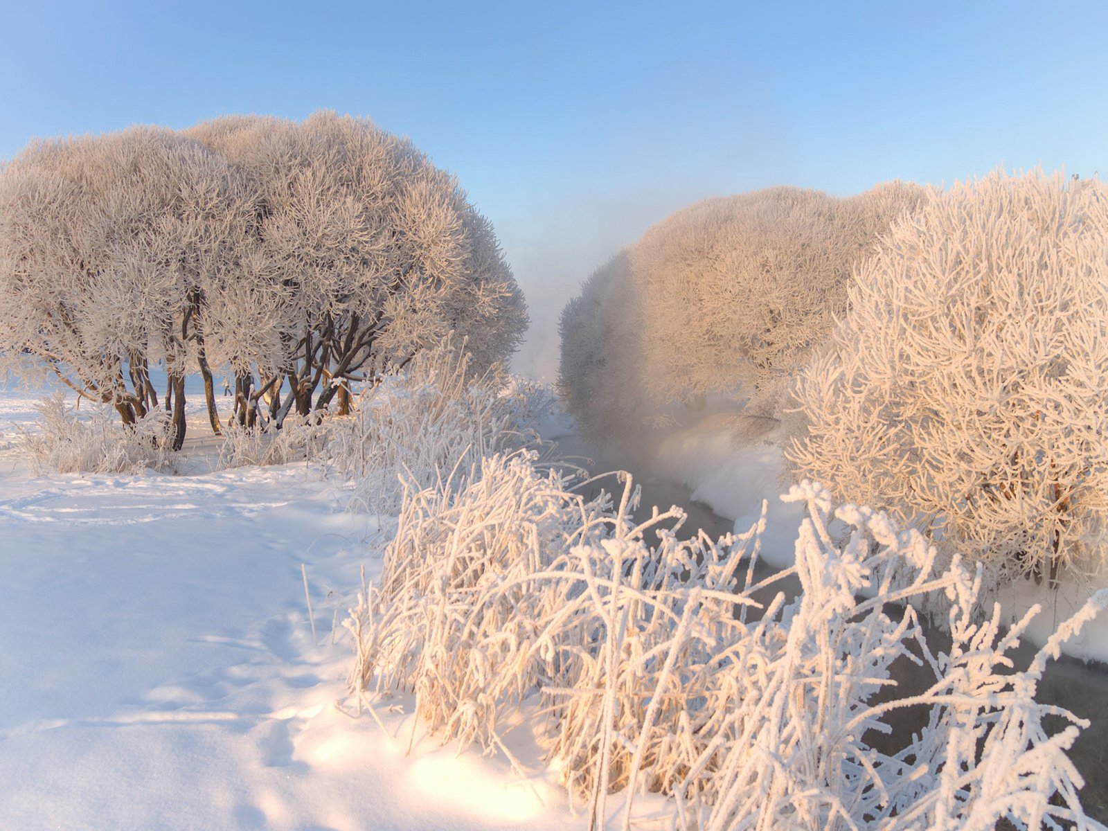 Обои небо, деревья, снег, природа, зима, мороз, иней, эдуард гордеев, the sky, trees, snow, nature, winter, frost, eduard gordeev разрешение 1920x1200 Загрузить