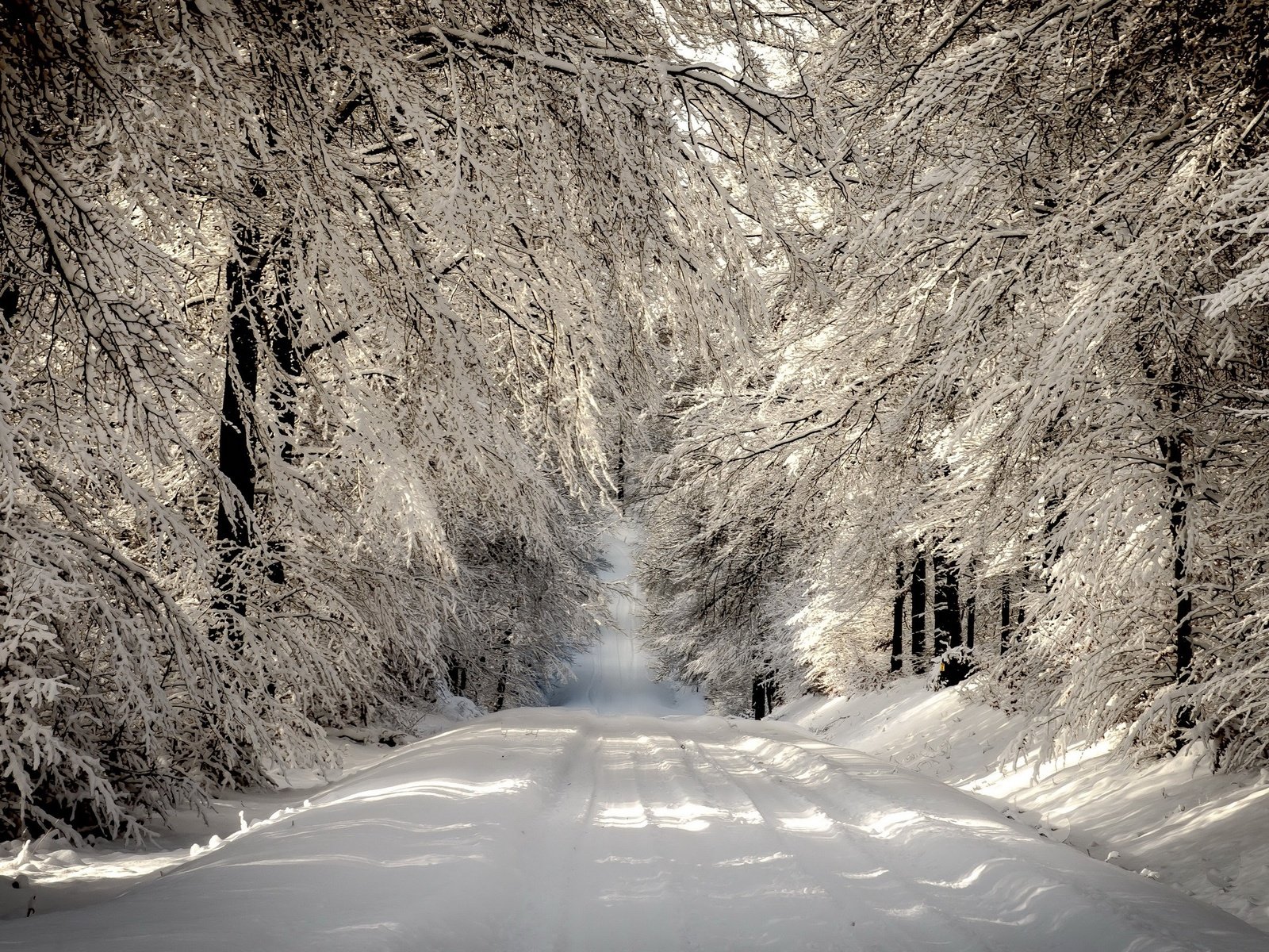 Обои дорога, деревья, снег, лес, зима, ветки, иней, road, trees, snow, forest, winter, branches, frost разрешение 2560x1600 Загрузить