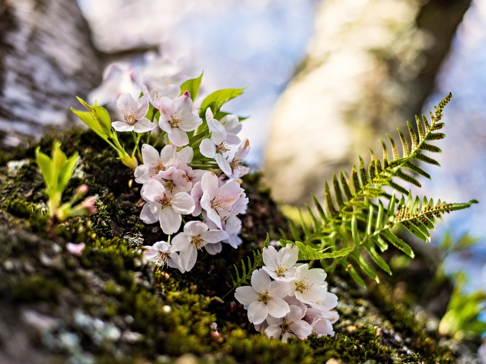 Обои цветение, макро, весна, вишня, папоротник, цветки, flowering, macro, spring, cherry, fern, flowers разрешение 2048x1367 Загрузить