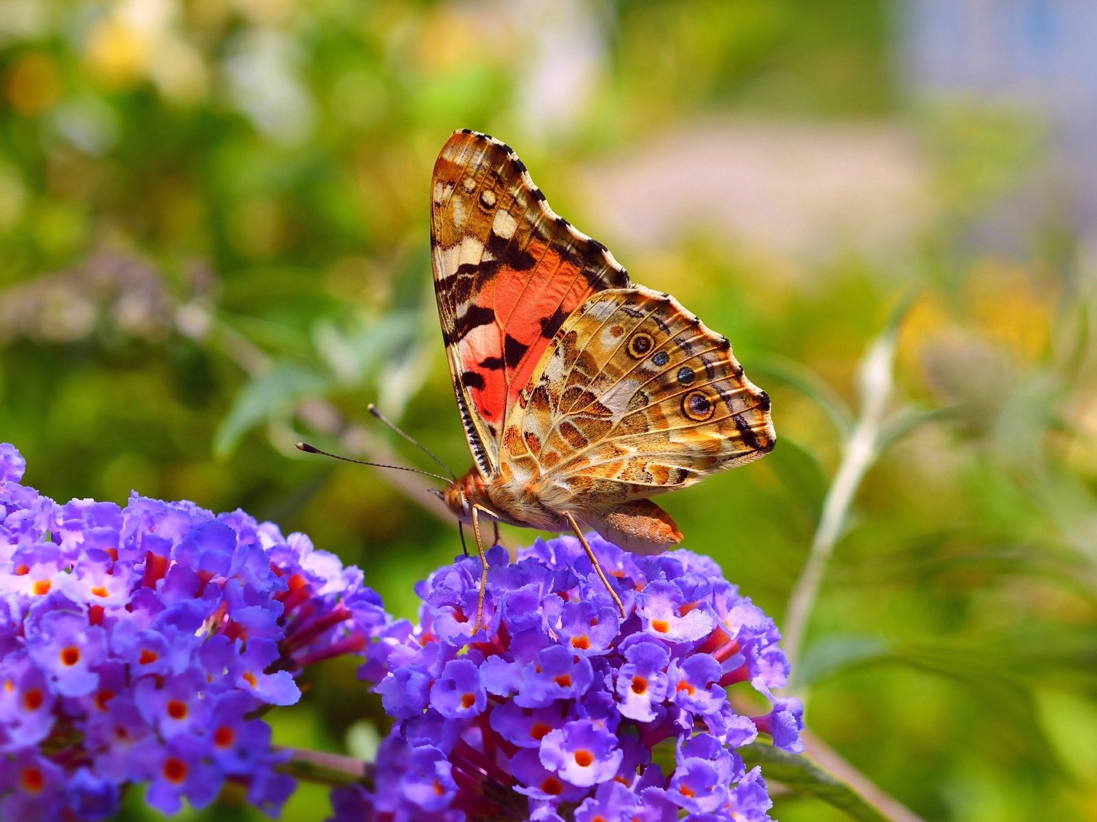Обои цветы, макро, насекомое, бабочка, крылья, весна, flowers, macro, insect, butterfly, wings, spring разрешение 3002x1848 Загрузить