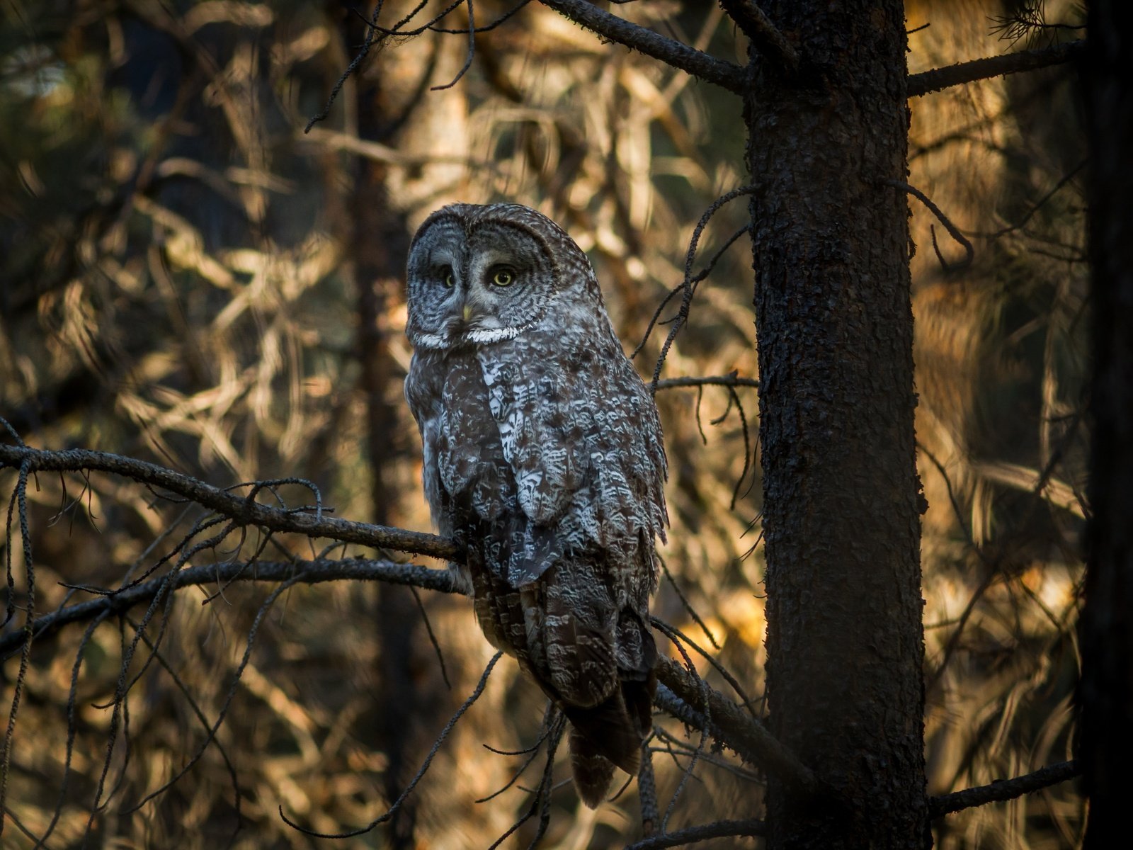 Обои деревья, сова, лес, ветки, птица, неясыть, trees, owl, forest, branches, bird разрешение 4752x3168 Загрузить