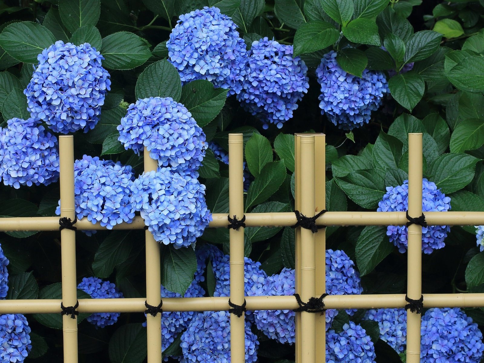 Обои цветы, листья, забор, соцветия, гортензия, flowers, leaves, the fence, inflorescence, hydrangea разрешение 2048x1338 Загрузить