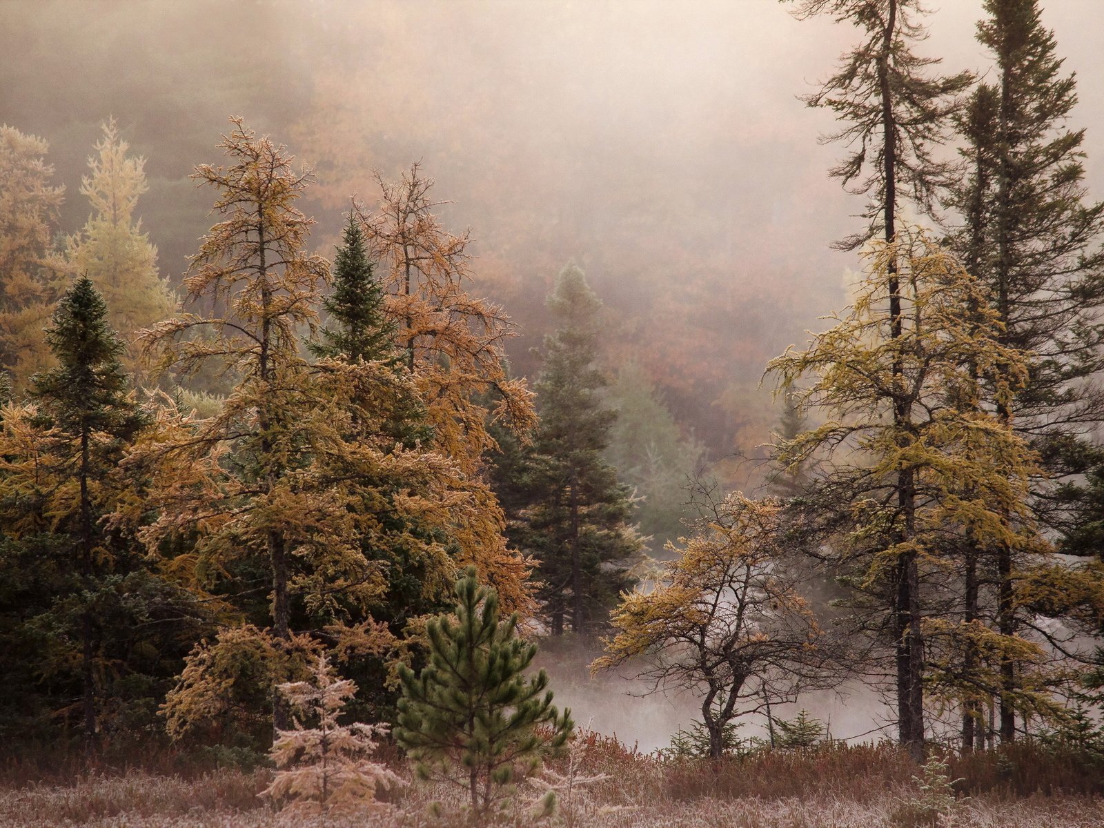 Обои деревья, лес, туман, осень, trees, forest, fog, autumn разрешение 2048x1356 Загрузить