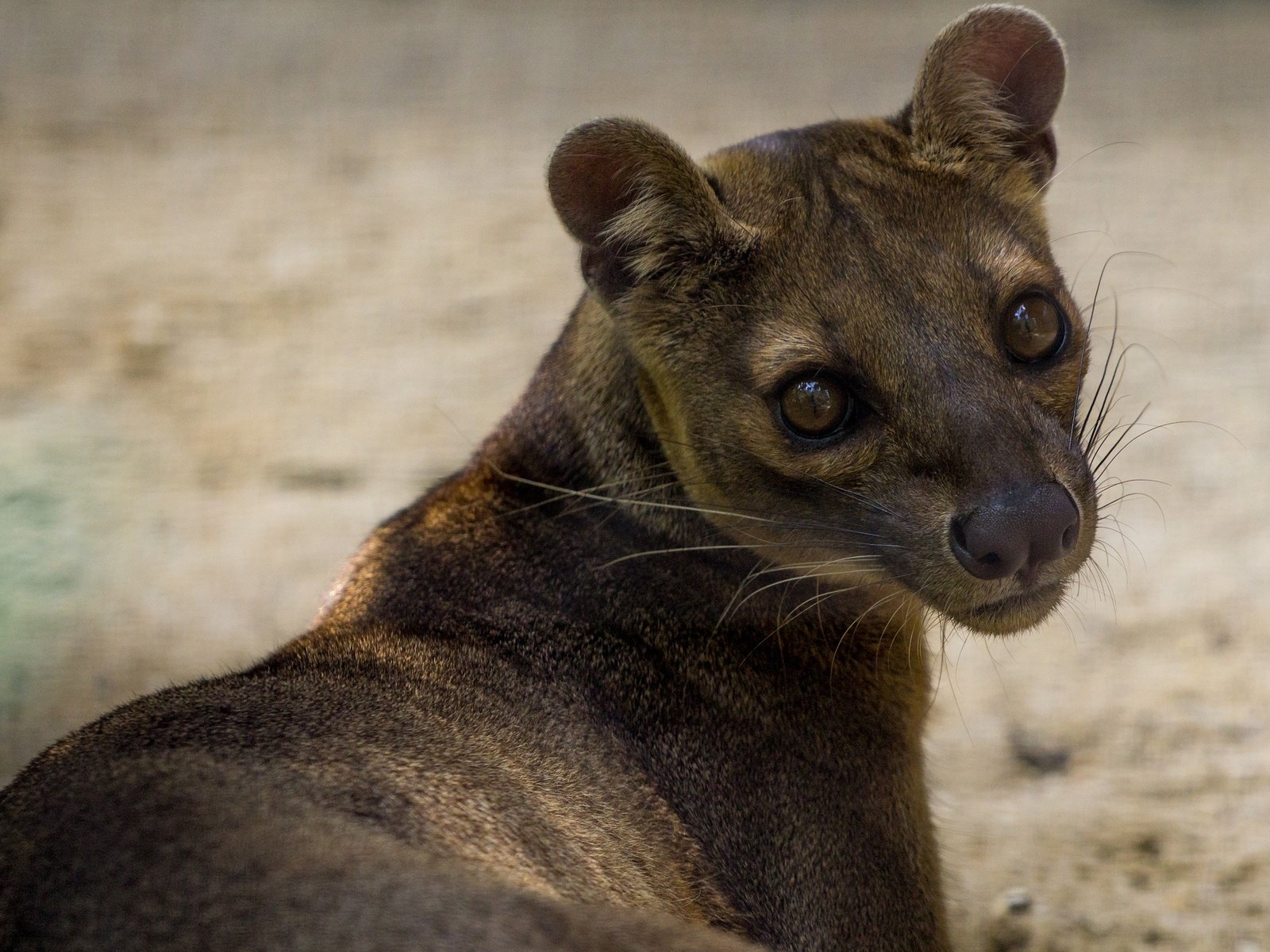 Обои морда, природа, животные, портрет, фосса, face, nature, animals, portrait, fossa разрешение 2048x1280 Загрузить