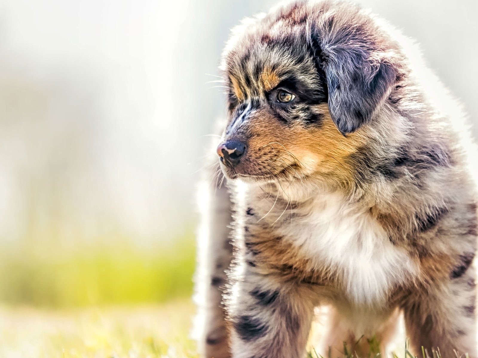 Обои собака, щенок, овчарка, австралийская овчарка, аусси, dog, puppy, shepherd, australian shepherd, aussie разрешение 2880x1800 Загрузить