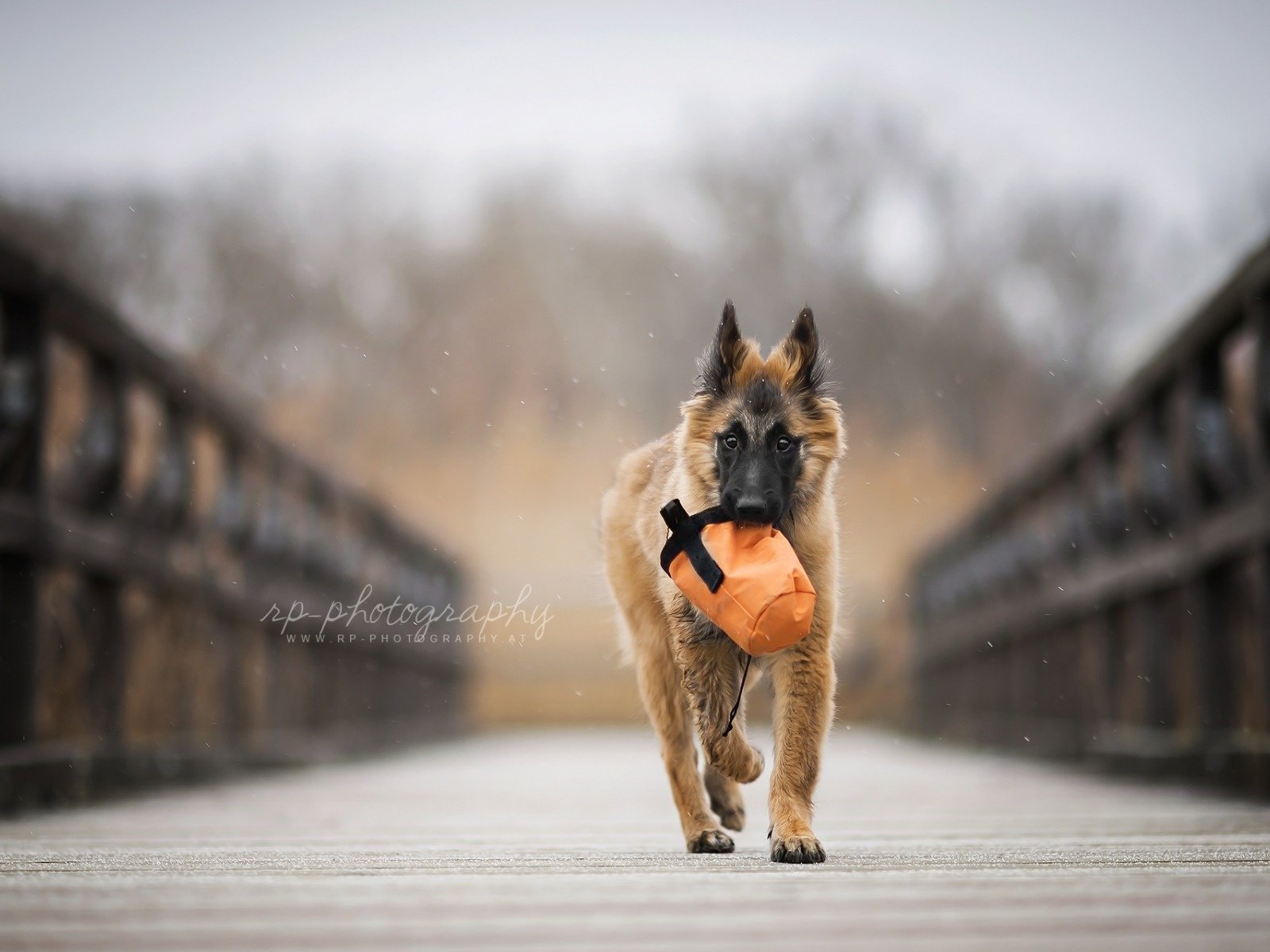 Обои мост, собака, щенок, овчарка, бельгийская овчарка, тервюрен, bridge, dog, puppy, shepherd, belgian shepherd, tervuren разрешение 1920x1200 Загрузить