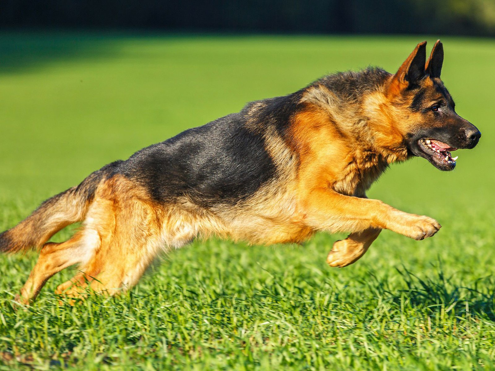 Обои трава, собака, немецкая овчарка, овчарка, ване, grass, dog, german shepherd, shepherd, vanya разрешение 1920x1200 Загрузить