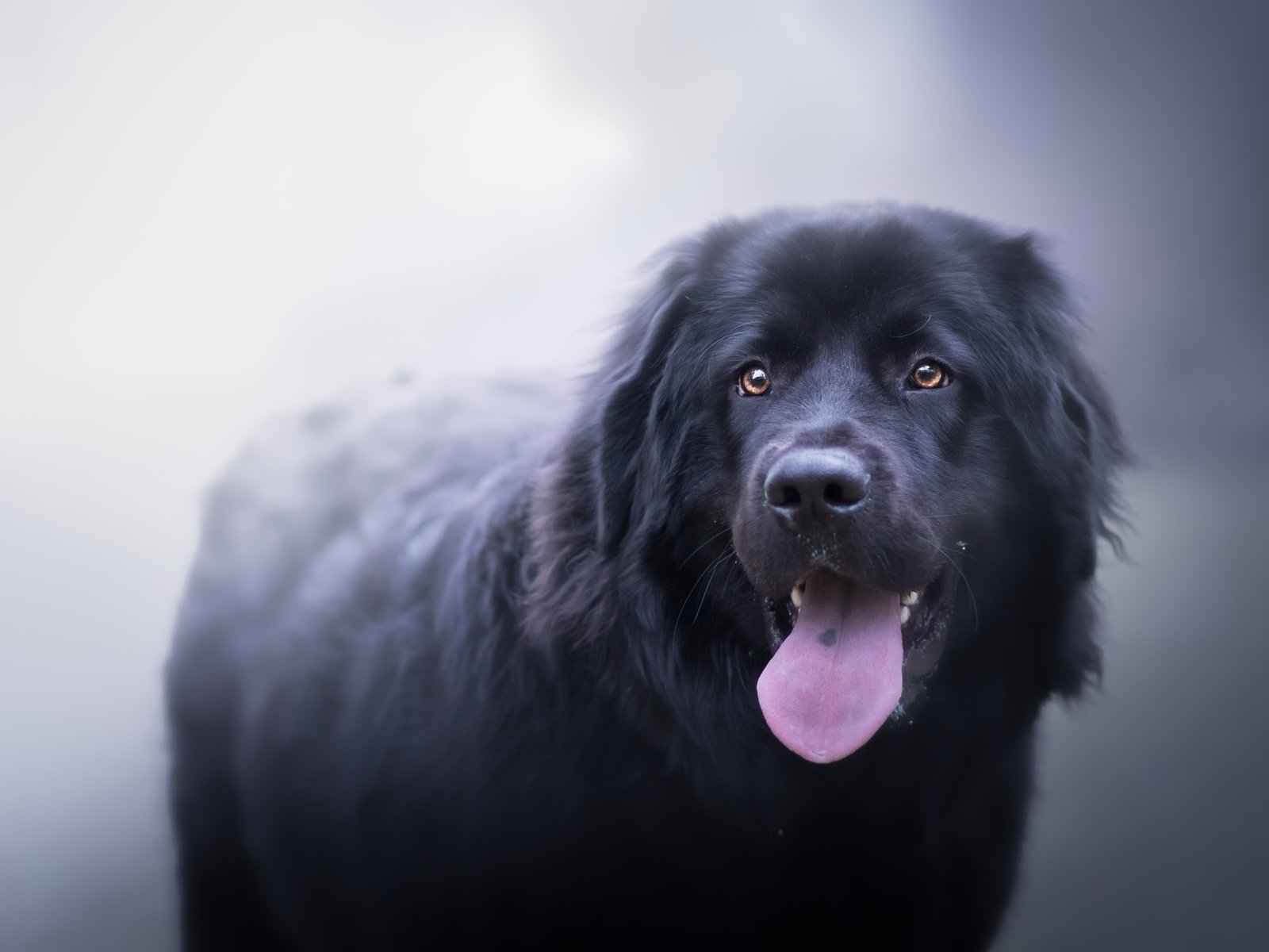 Обои туман, собака, друг, язык, ньюфаундленд, fog, dog, each, language, newfoundland разрешение 2560x1598 Загрузить