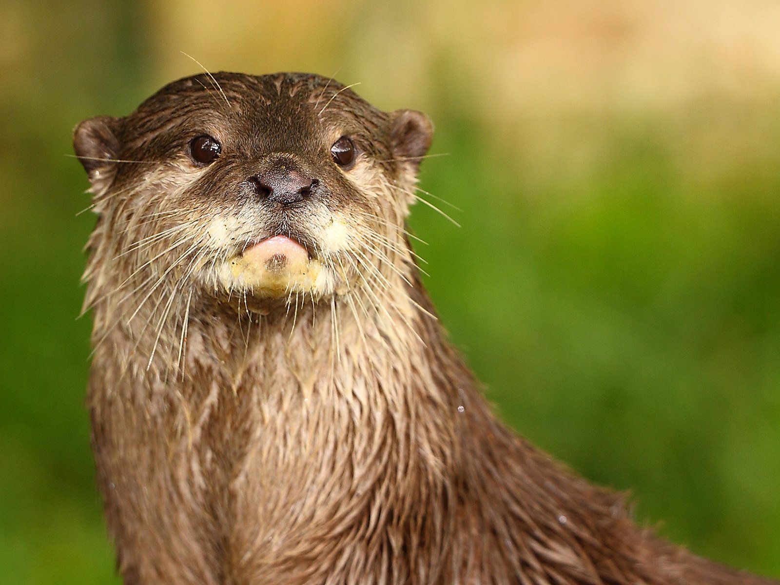 Обои морда, взгляд, животное, выдра, речная выдра, face, look, animal, otter, river otter разрешение 1920x1200 Загрузить