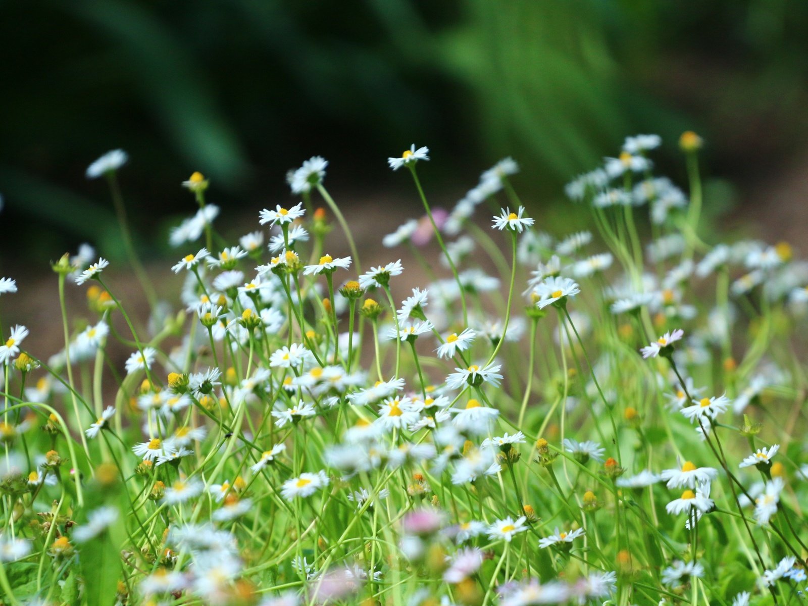 Обои трава, зелень, лето, ромашки, стебли, полевые цветы, grass, greens, summer, chamomile, stems, wildflowers разрешение 1920x1280 Загрузить