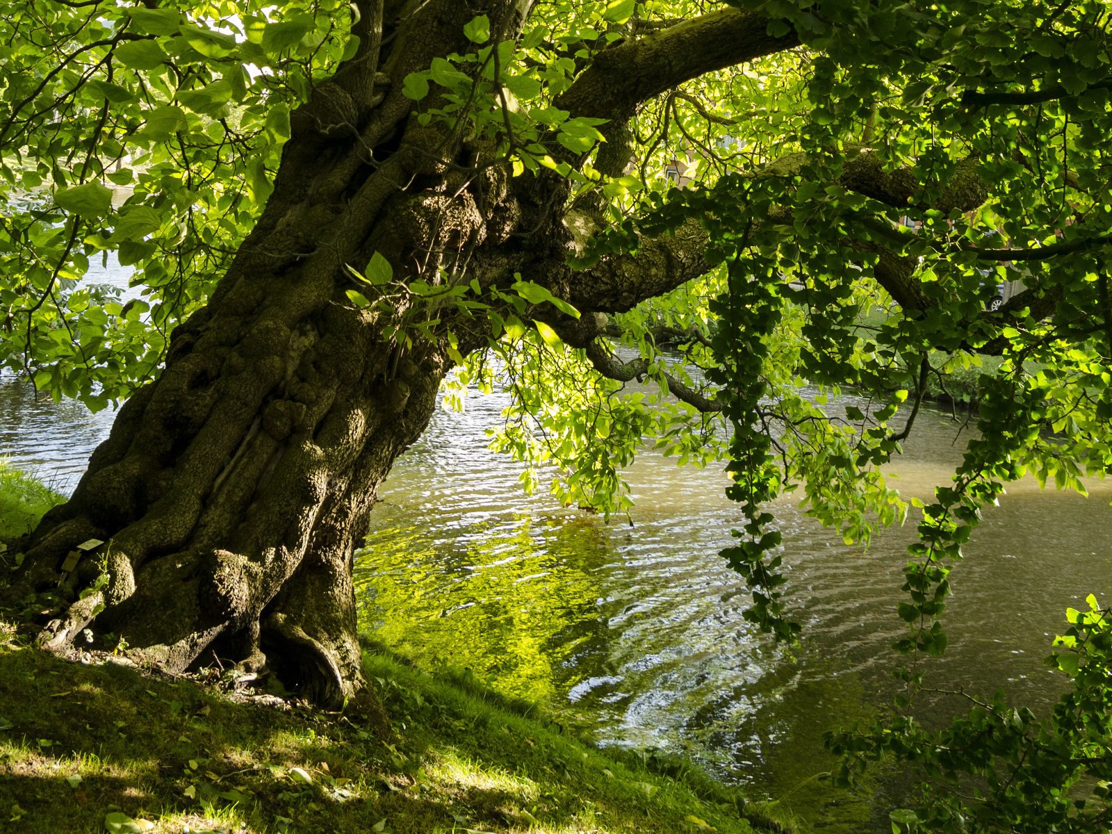 Обои озеро, дерево, листья, пейзаж, парк, ветки, lake, tree, leaves, landscape, park, branches разрешение 1920x1200 Загрузить