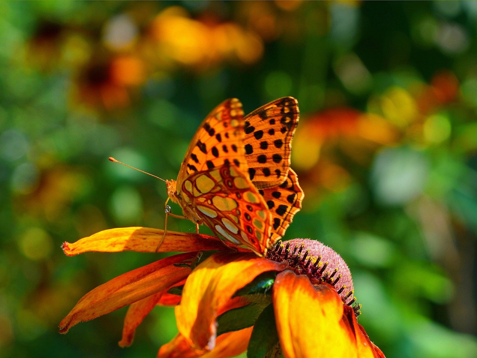 Обои насекомое, фон, цветок, лепестки, бабочка, крылья, insect, background, flower, petals, butterfly, wings разрешение 3002x1906 Загрузить