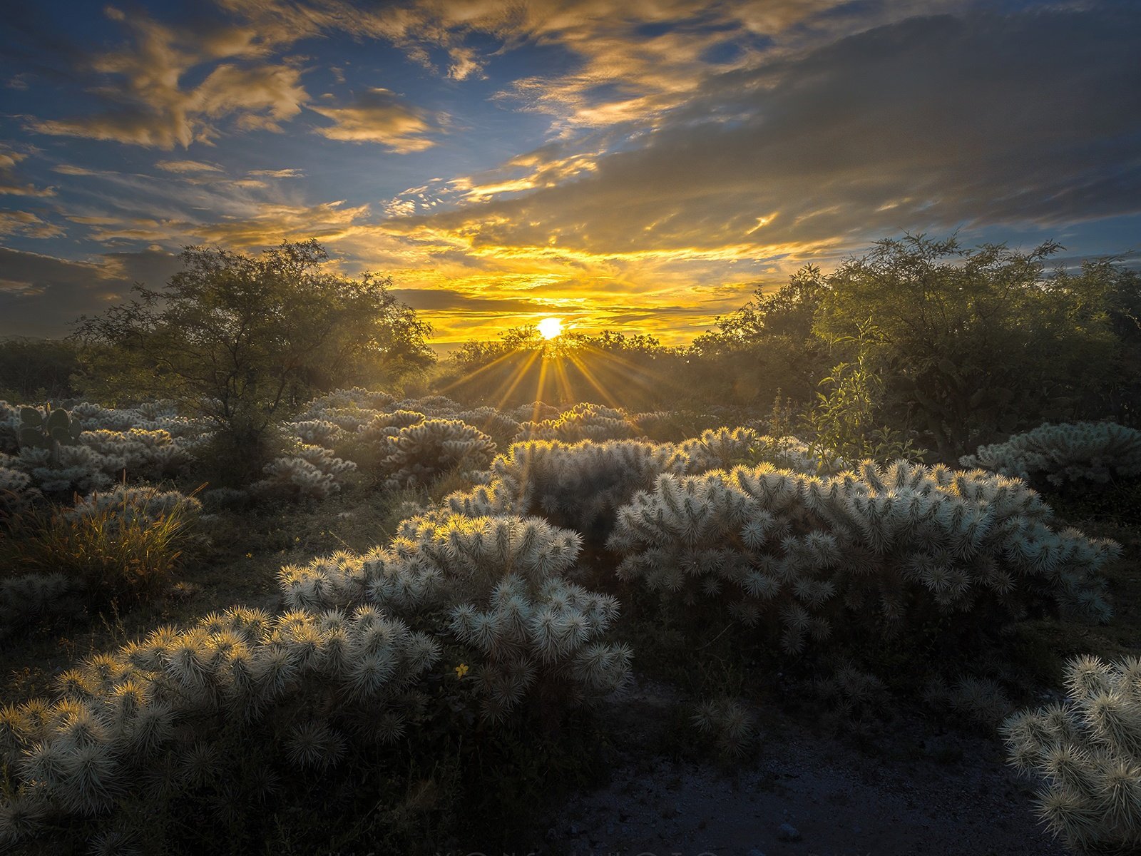 Обои небо, облака, солнце, природа, лучи, кактусы, мексика, luis lyons, the sky, clouds, the sun, nature, rays, cacti, mexico разрешение 1920x1200 Загрузить