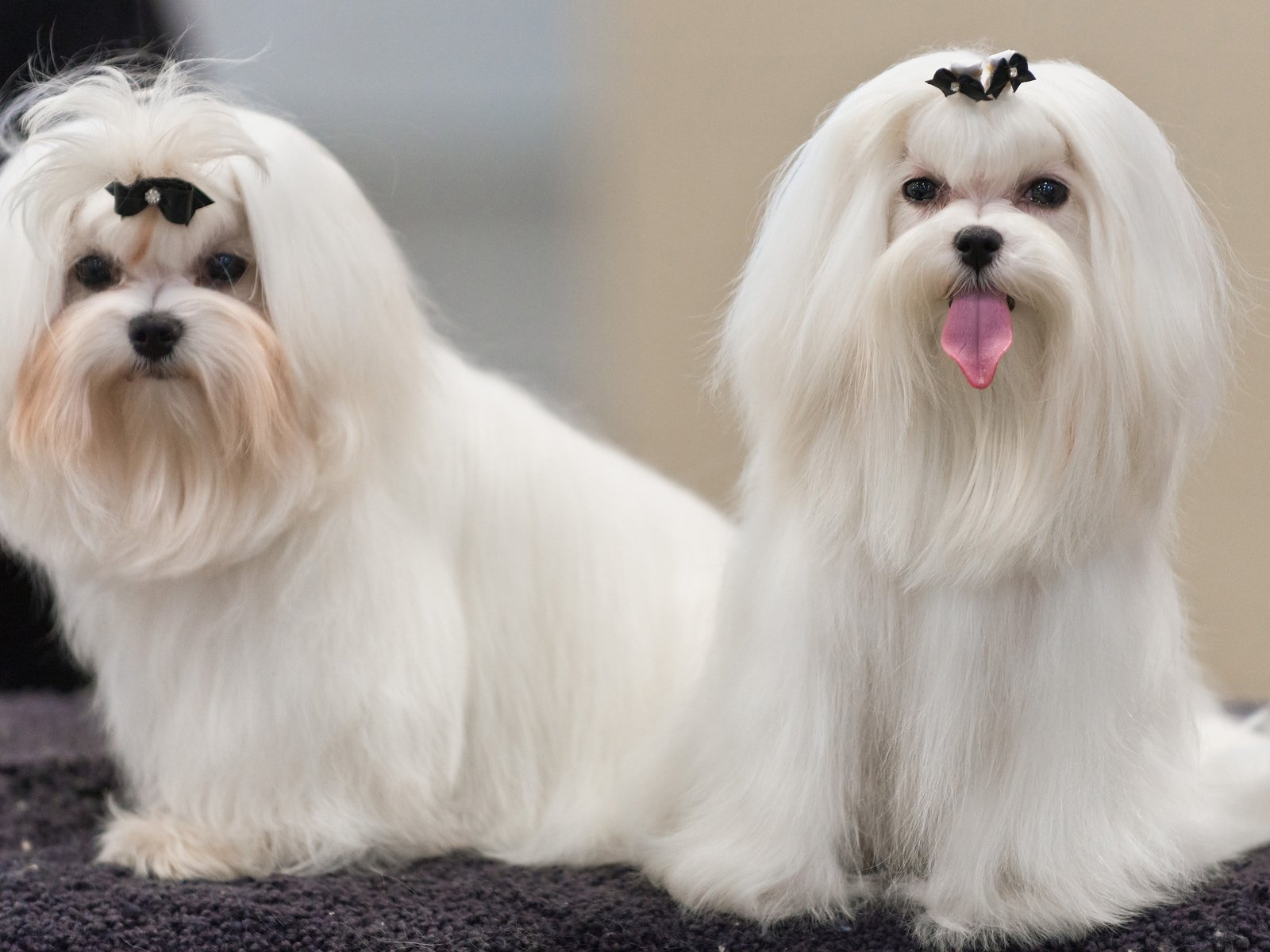 Обои взгляд, собаки, мордочки, болонка, мальтийская болонка, мальтезе, look, dogs, faces, lapdog, maltese разрешение 3840x2400 Загрузить
