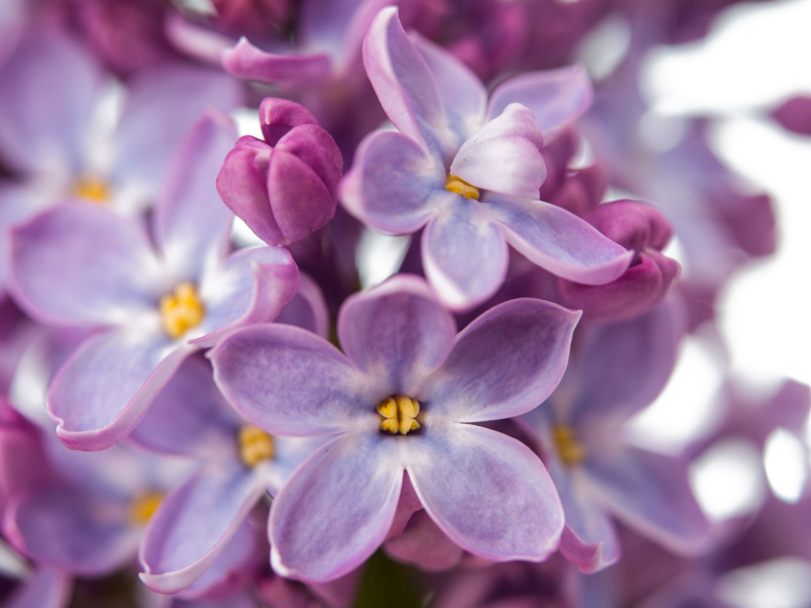 Обои цветение, весна, сирень, цветки, крупным планом, flowering, spring, lilac, flowers, closeup разрешение 1920x1200 Загрузить