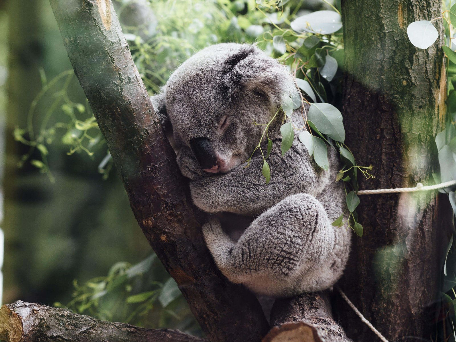 Обои дерево, листья, сон, джунгли, коала, tree, leaves, sleep, jungle, koala разрешение 3840x2160 Загрузить