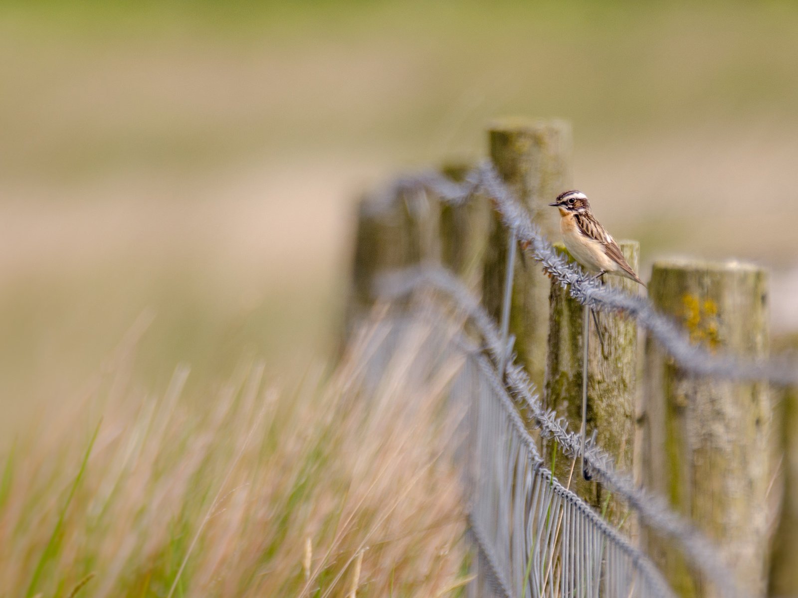 Обои трава, природа, проволока, забор, птица, grass, nature, wire, the fence, bird разрешение 2560x1600 Загрузить