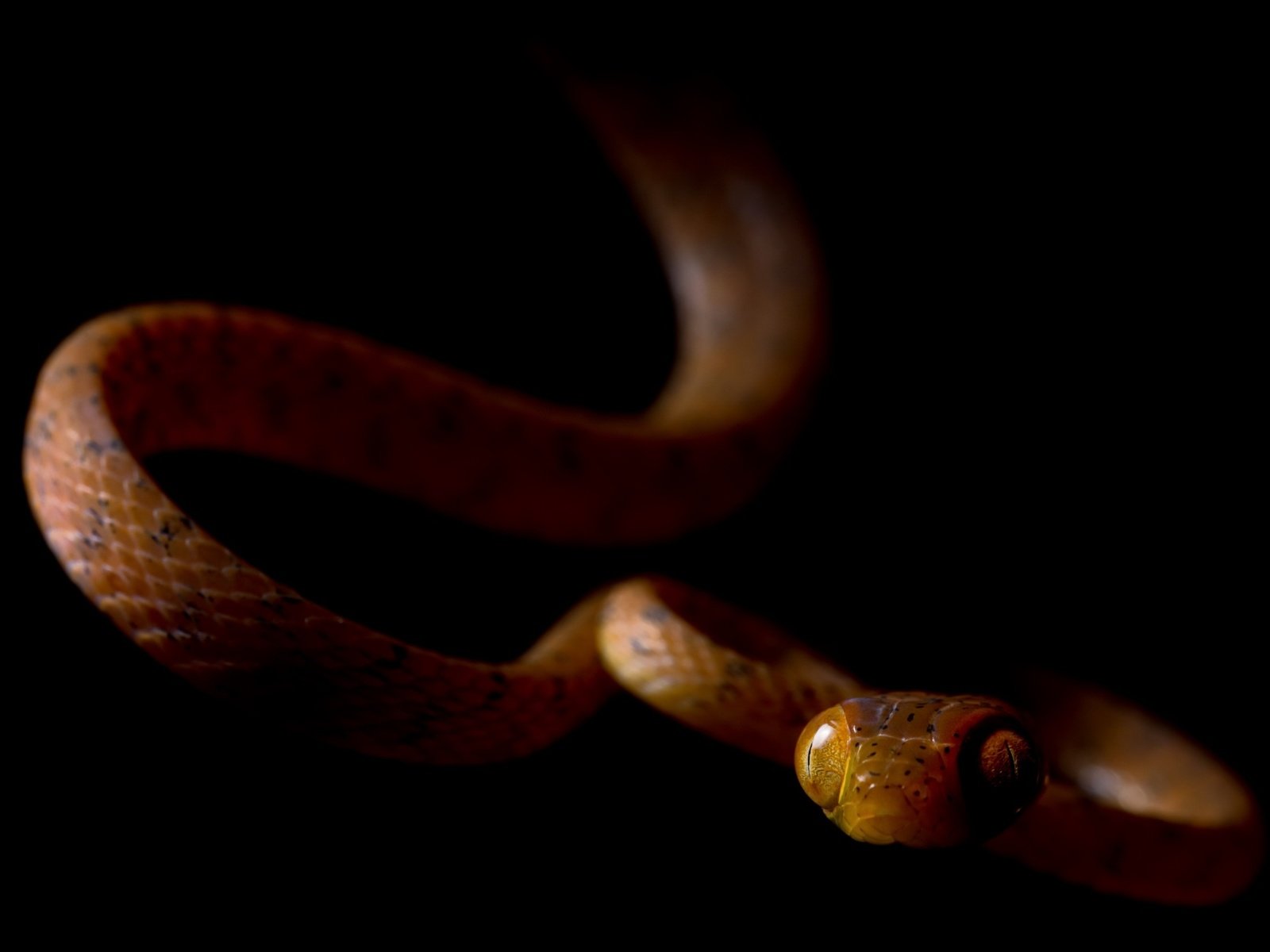 Обои змея, черный фон, ville vehmaskangas, snake, black background разрешение 2560x1576 Загрузить