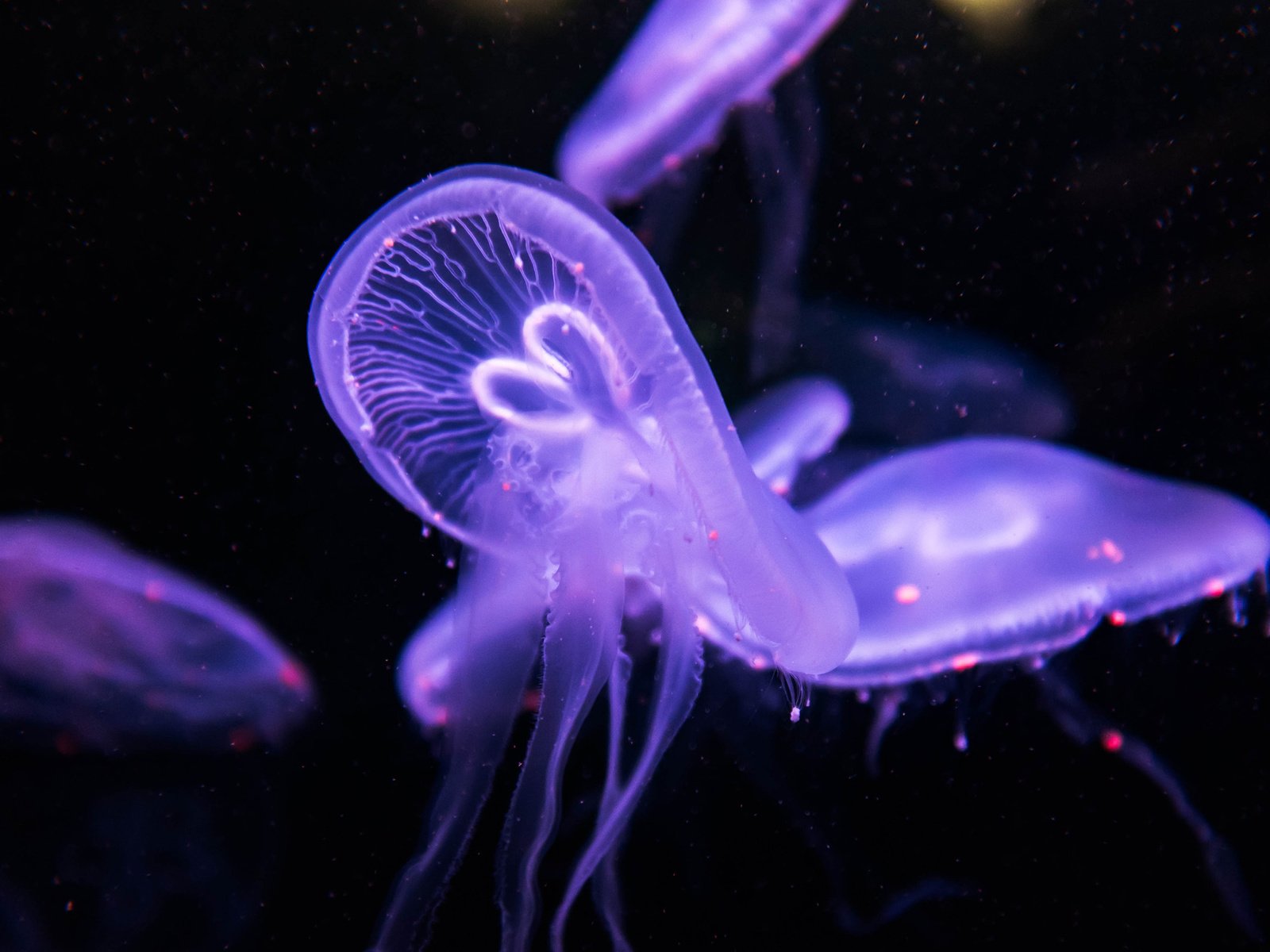 Обои медуза, медузы, подводный мир, medusa, jellyfish, underwater world разрешение 2560x1689 Загрузить