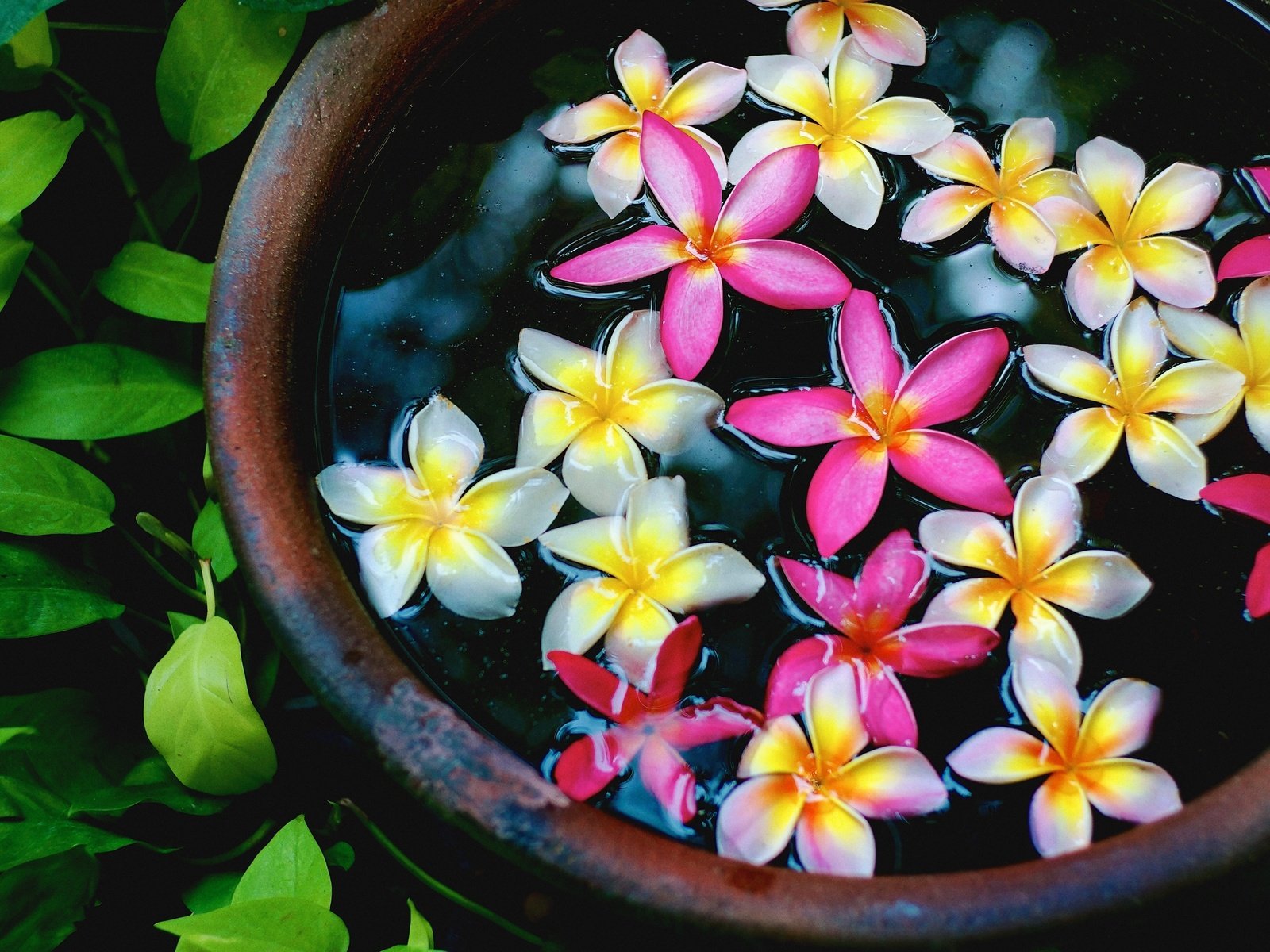 Обои цветы, вода, лепестки, чаша, плюмерия, flowers, water, petals, bowl, plumeria разрешение 4896x3264 Загрузить