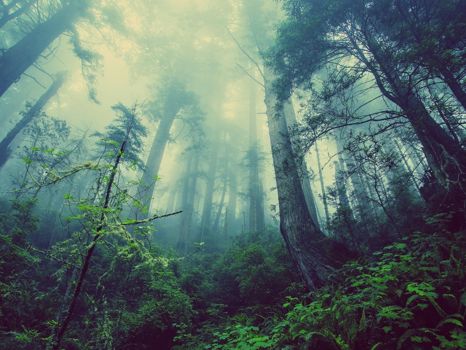 Обои деревья, природа, лес, туман, trees, nature, forest, fog разрешение 3840x2152 Загрузить