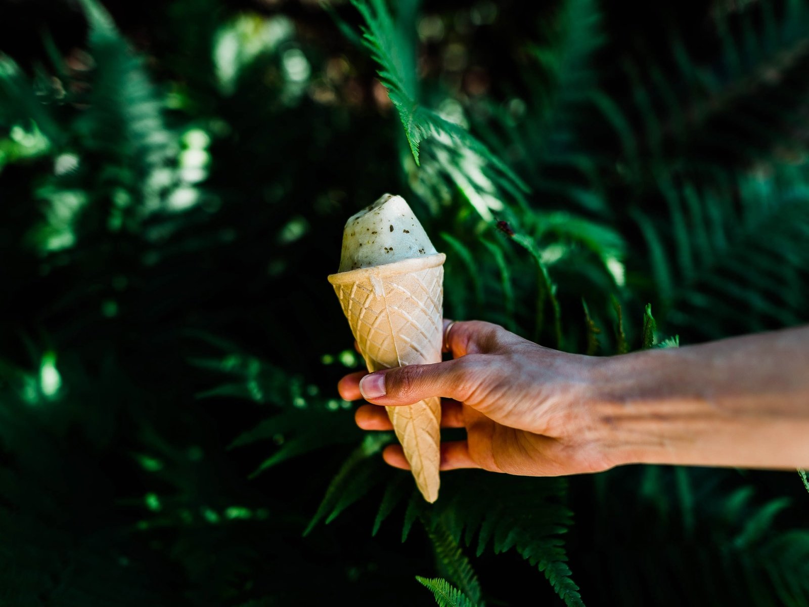 Обои природа, рука, листья, мороженое, растение, вафельный рожок, nature, hand, leaves, ice cream, plant, waffle cone разрешение 2997x2000 Загрузить