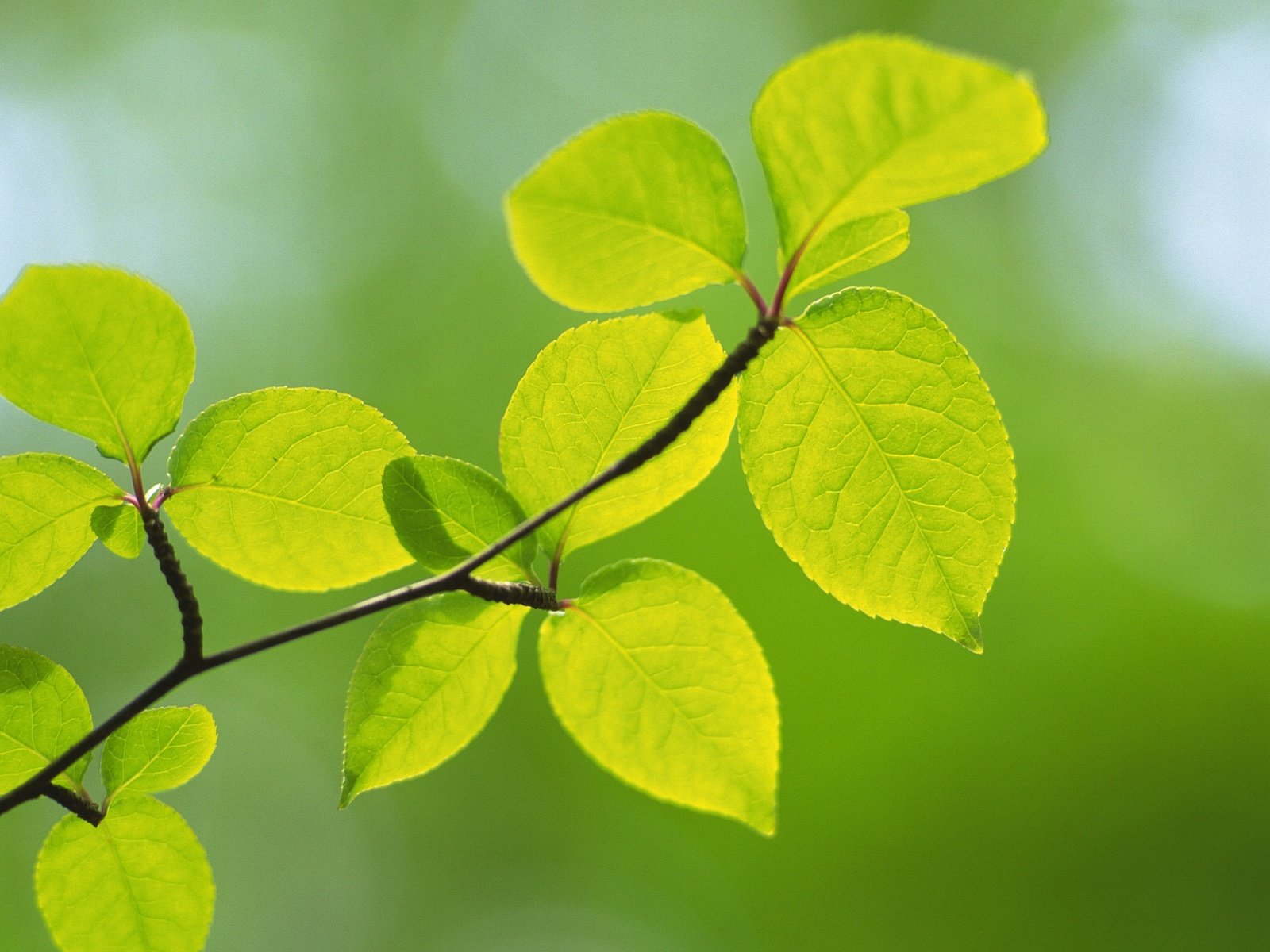 Обои ветка, природа, листья, макро, размытость, зеленый лист, branch, nature, leaves, macro, blur, green leaf разрешение 2560x1600 Загрузить