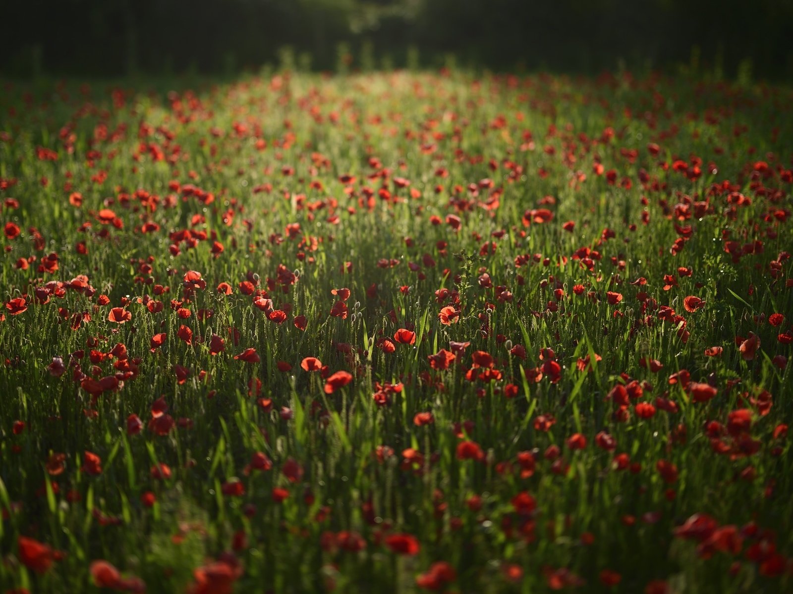 Обои цветы, поле, красные, маки, flowers, field, red, maki разрешение 2100x1398 Загрузить