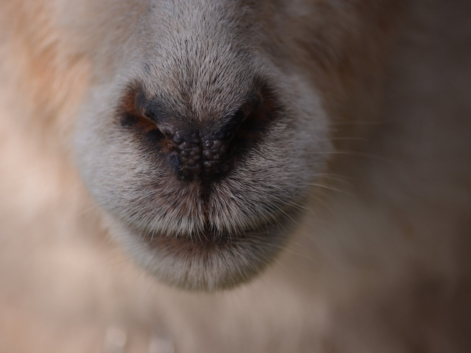 Обои шерсть, нос, овечка, крупным планом, овца, wool, nose, sheep, closeup разрешение 6000x4000 Загрузить