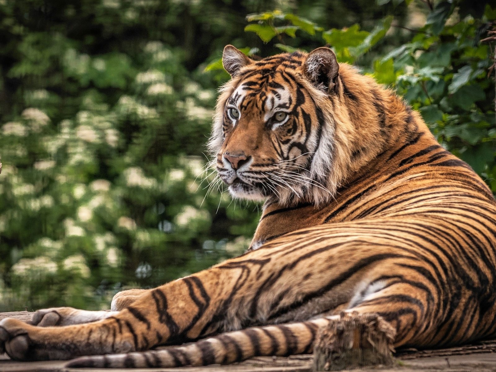 Обои тигр, морда, взгляд, хищник, дикая кошка, лежа, tiger, face, look, predator, wild cat, lying разрешение 1920x1209 Загрузить