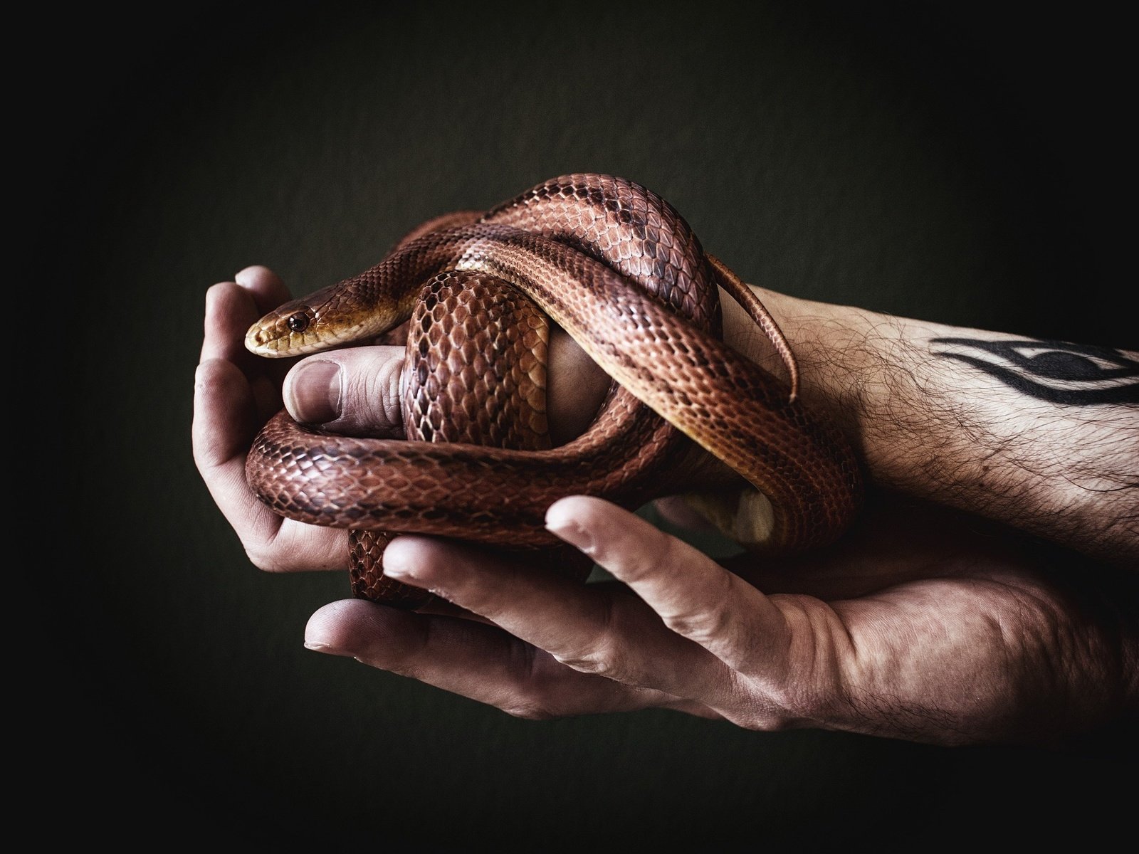 Обои змея, руки, мужчина, татуировка, aleks daiwer, snake, hands, male, tattoo разрешение 2560x1707 Загрузить