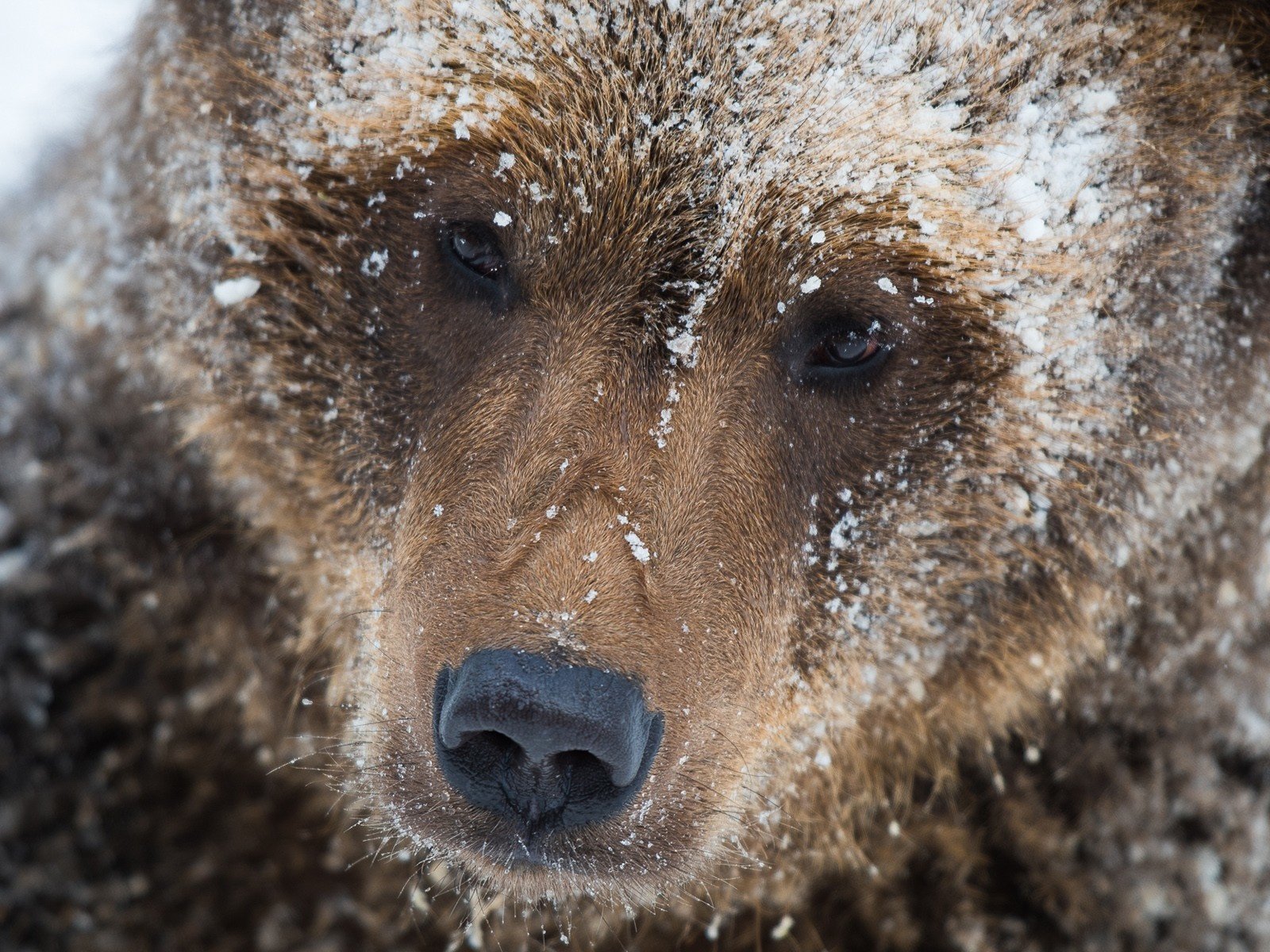 Обои морда, снег, медведь, бурый медведь, michael merl, face, snow, bear, brown bear разрешение 1920x1200 Загрузить