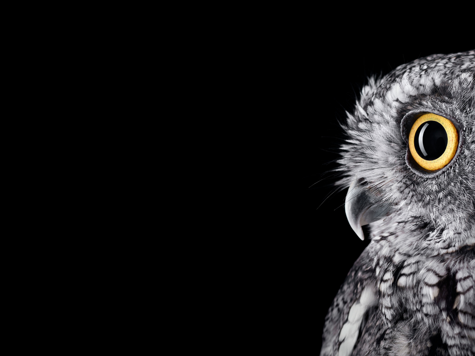 Обои сова, чёрно-белое, профиль, птица, owl, black and white, profile, bird разрешение 3840x2400 Загрузить