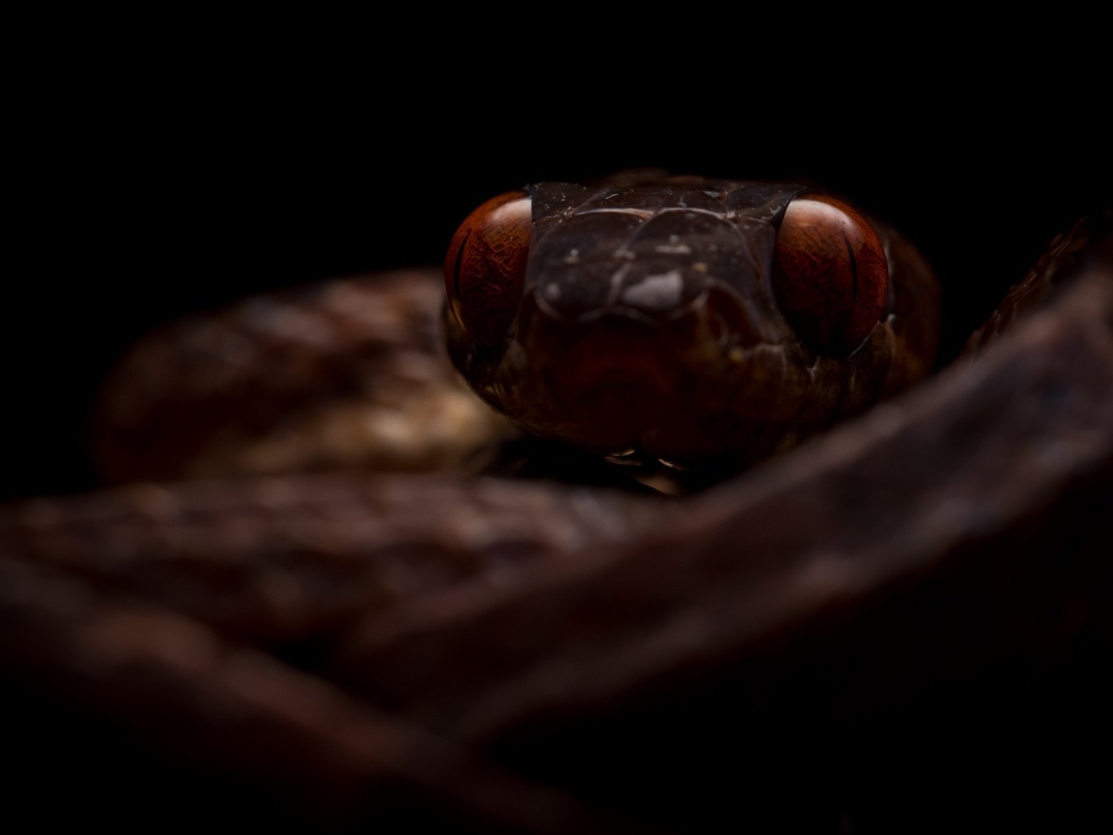 Обои природа, фон, змея, boiga guangxiensis, гуаньсийская бойга, nature, background, snake, hansika boiga разрешение 2600x1440 Загрузить