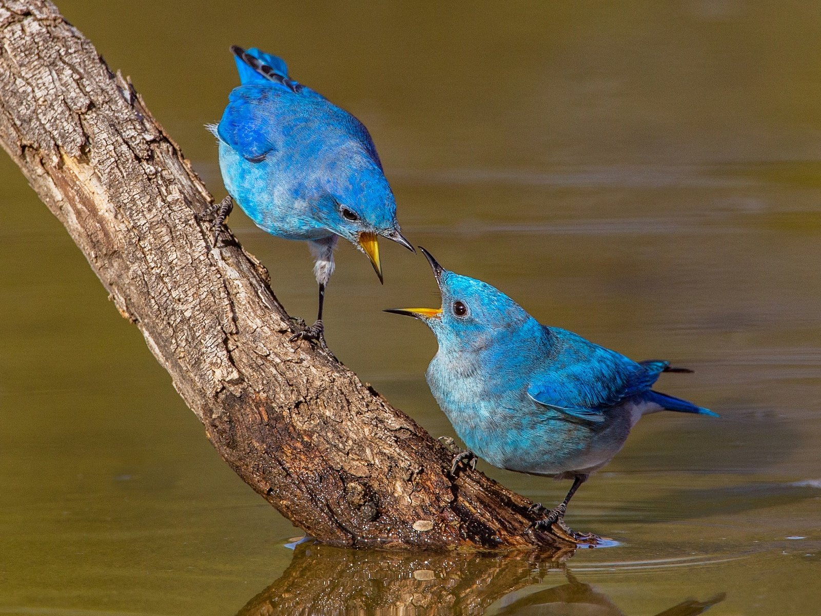 Обои вода, ветка, природа, птицы, клюв, пара, голубая сиалия, сиалия, water, branch, nature, birds, beak, pair, blue sialia, sialia разрешение 2048x1366 Загрузить