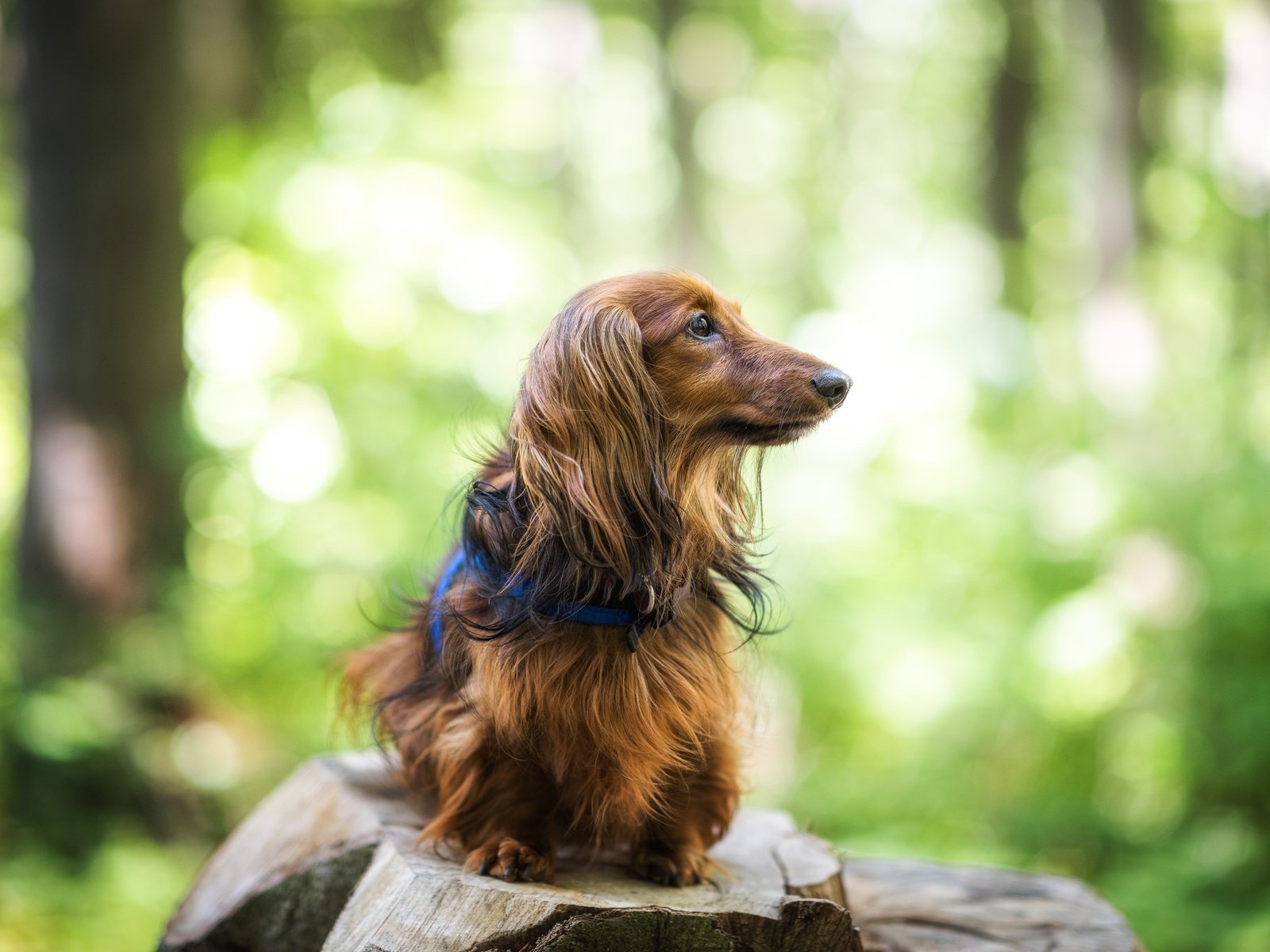 Обои собака, друг, такса, длинношерстная, dog, each, dachshund, longhair разрешение 2048x1368 Загрузить