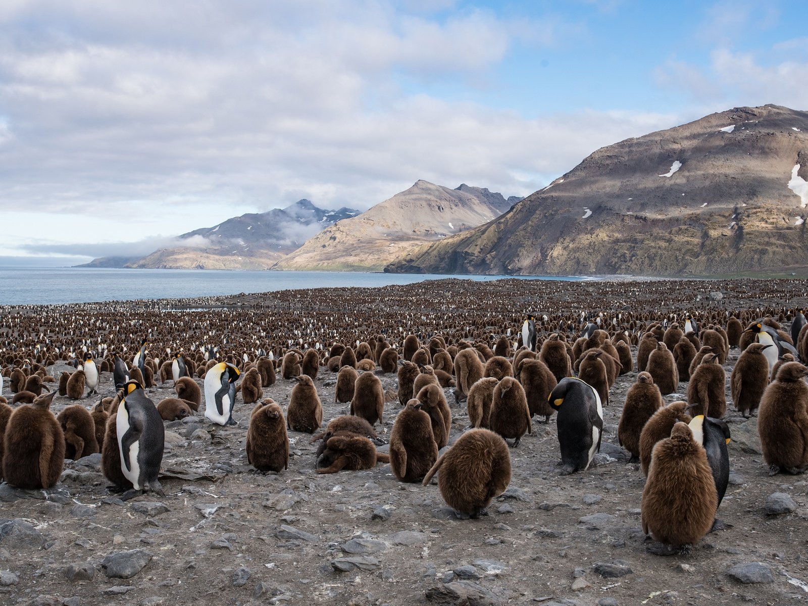 Обои птицы, пингвин, стая, пингвины, королевский пингвин, birds, penguin, pack, penguins, royal penguin разрешение 3840x2400 Загрузить