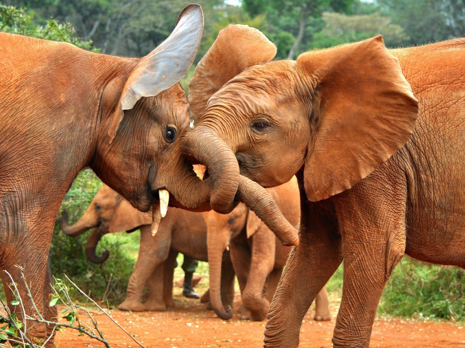 Обои природа, африка, слоны, стадо, хобот, слонята, слоняа, nature, africa, elephants, the herd, trunk, sanaa разрешение 1920x1200 Загрузить