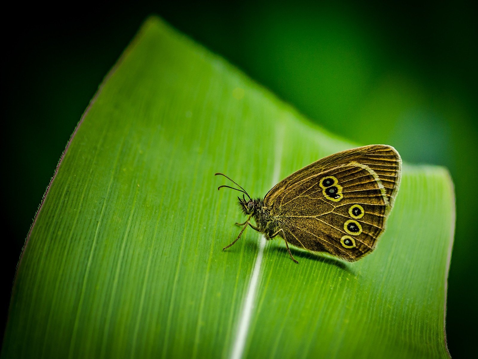 Обои насекомое, бабочка, крылья, лист, растение, insect, butterfly, wings, sheet, plant разрешение 1920x1200 Загрузить