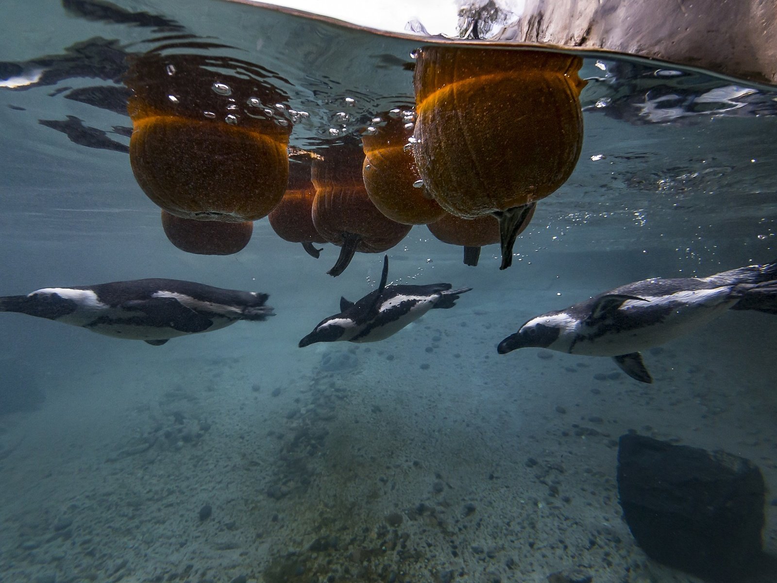 Обои птицы, под водой, пингвин, пингвины, тыквы, birds, under water, penguin, penguins, pumpkin разрешение 2250x1500 Загрузить